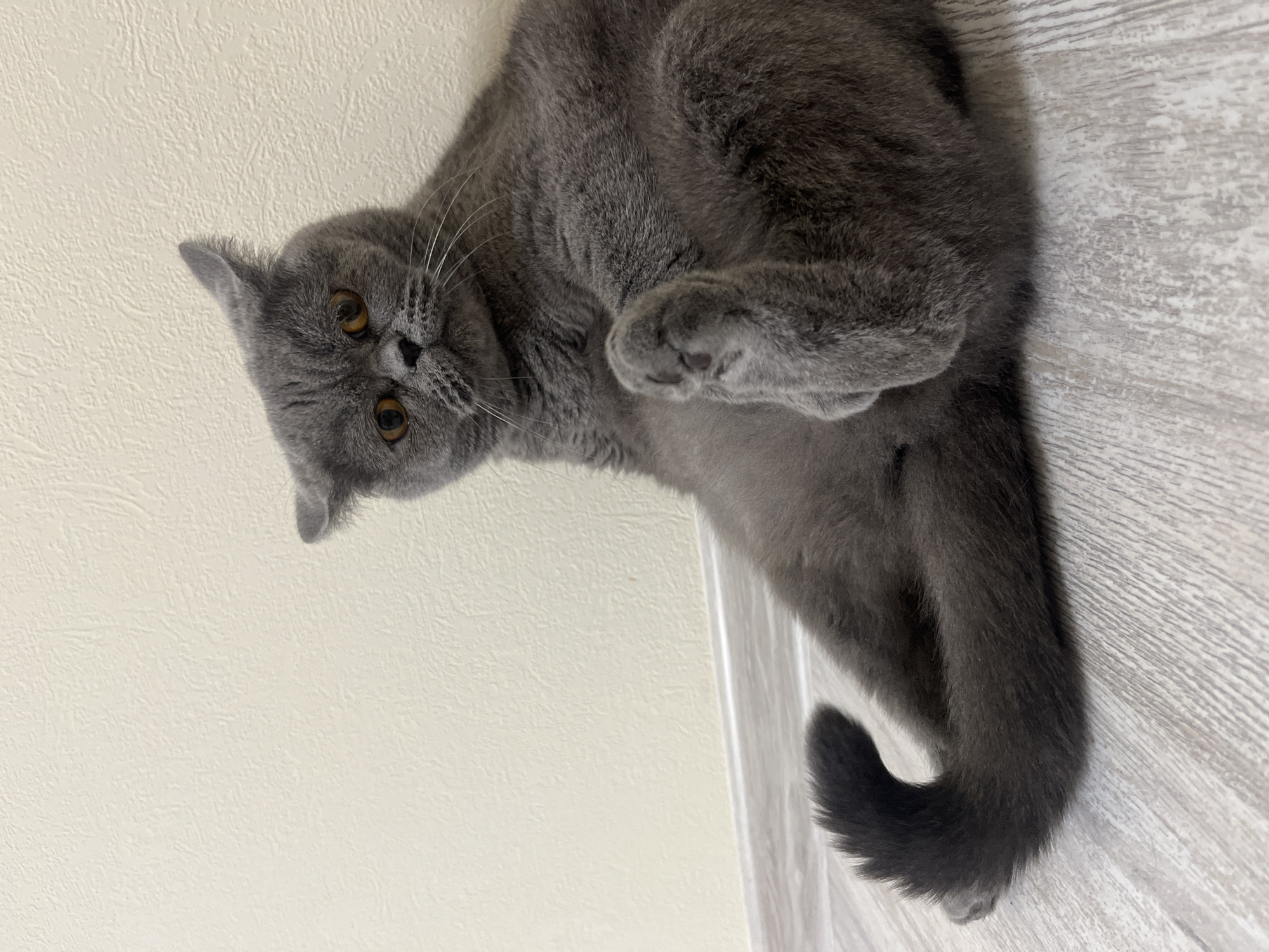 Grey British Shorthair cat observed indoors across Saint Petersburg