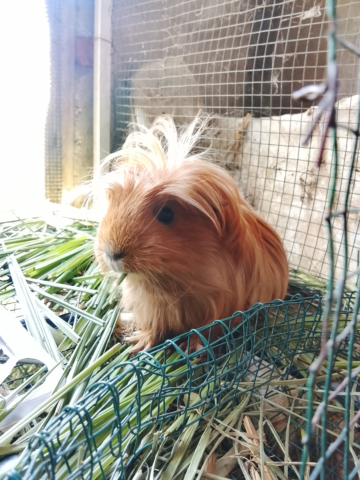 Guinea pigs in outdoor cages, feeding time in Aceh