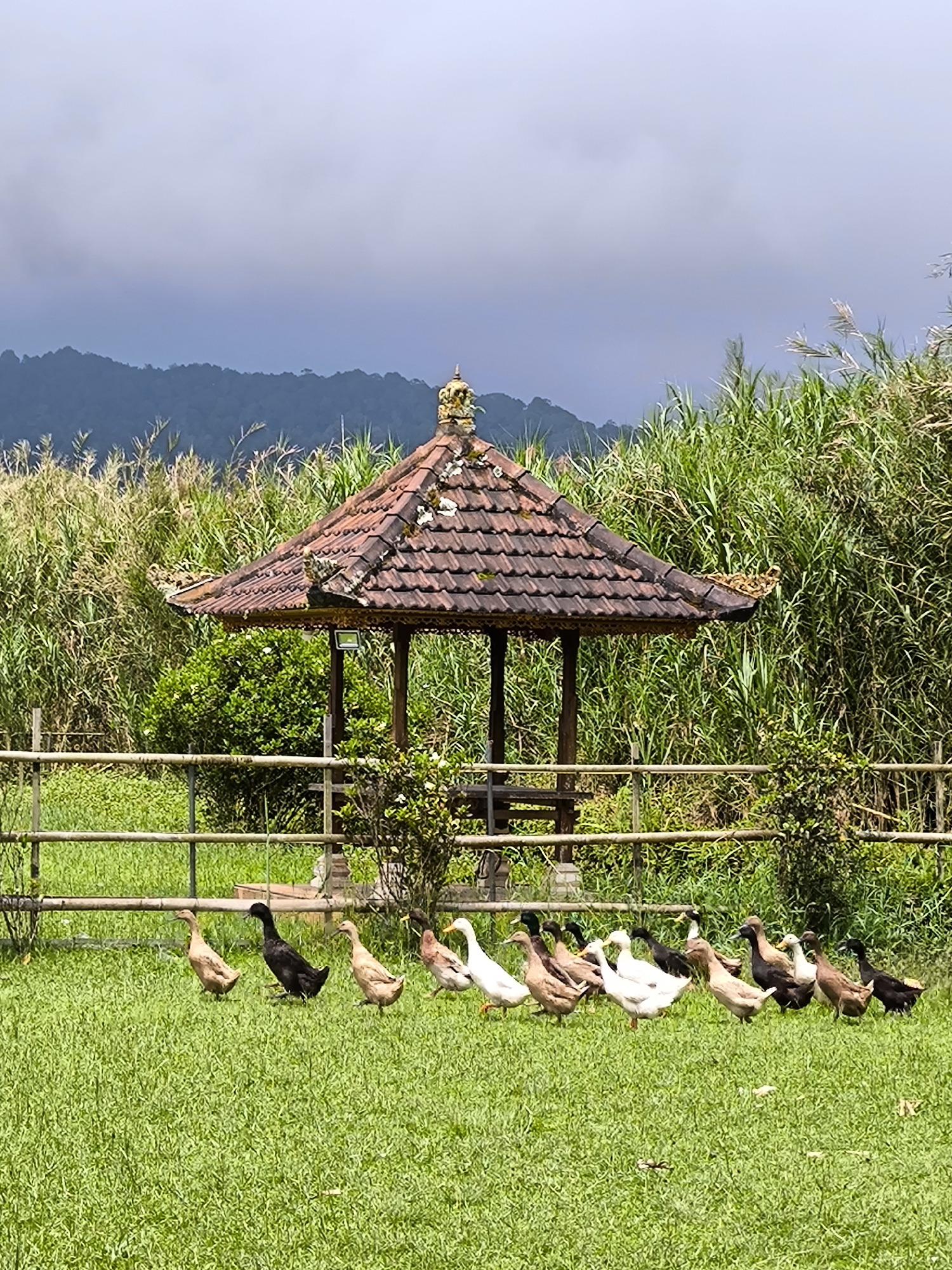 Early morning documentation of Bedugul lake district and farms