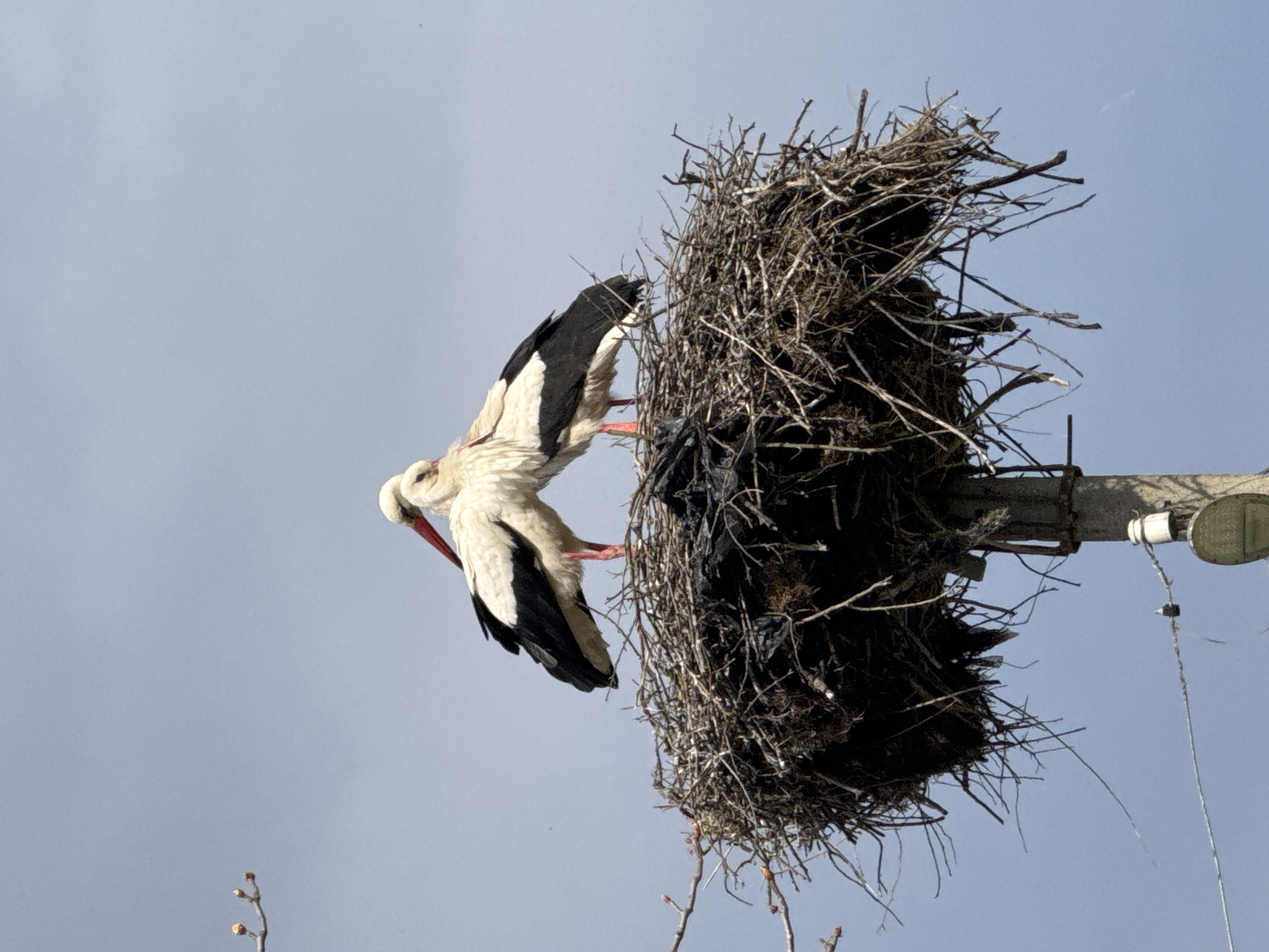 Stork observed nesting on utility pole in Bulgarian village