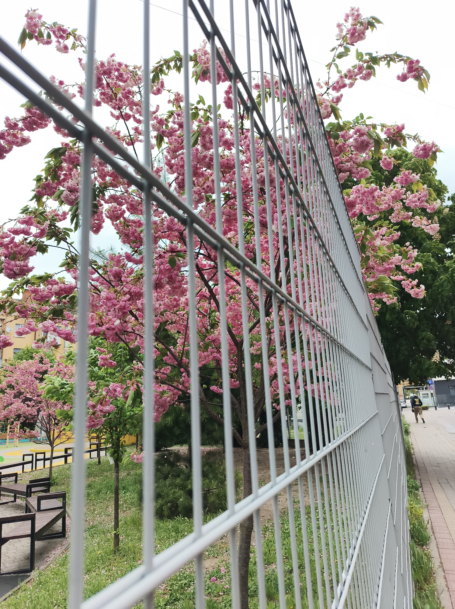 Spring street scene documented in Ternopil with flowering trees