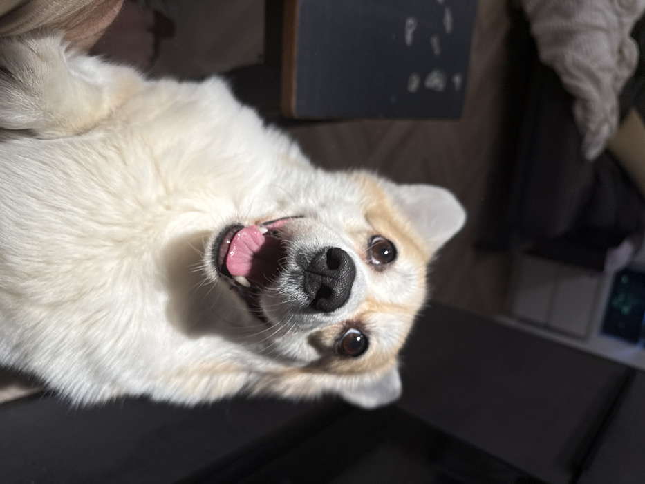 Krasnoyarsk resident documents corgi, coins, icons in early morning session