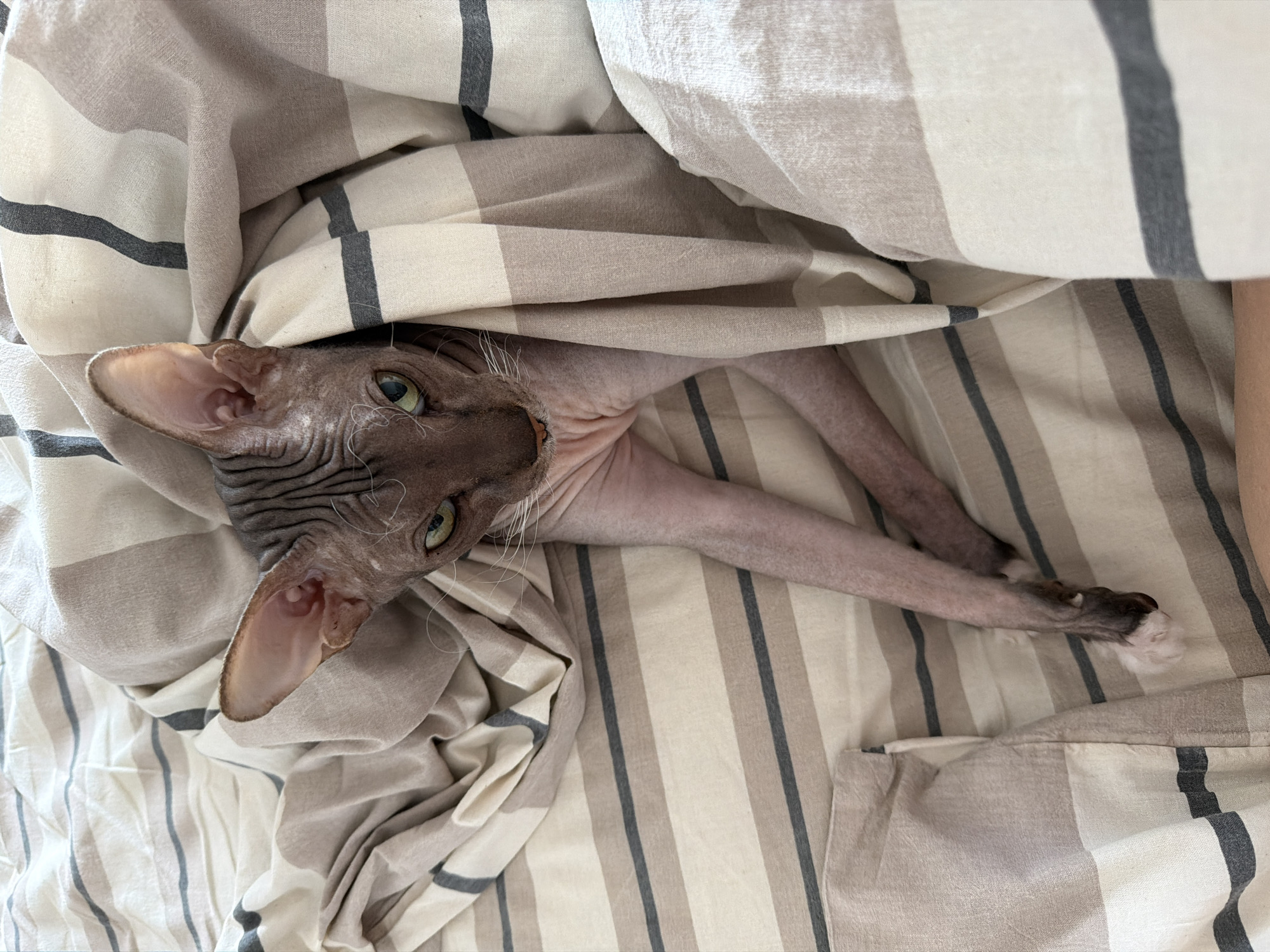 Sphynx cat bundled up in bed on a lazy morning
