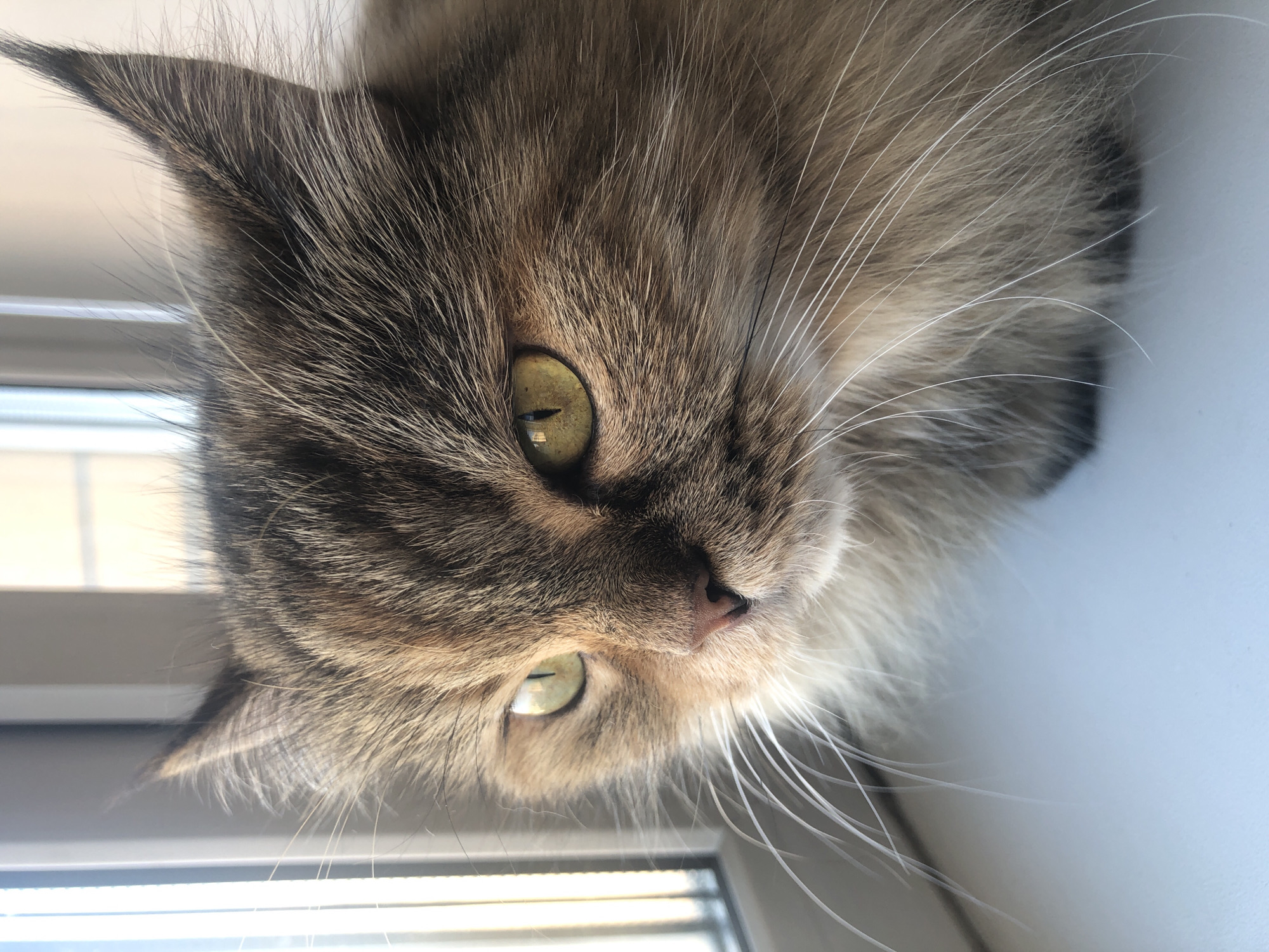 Tabby cat on a high-rise windowsill, city sprawling below