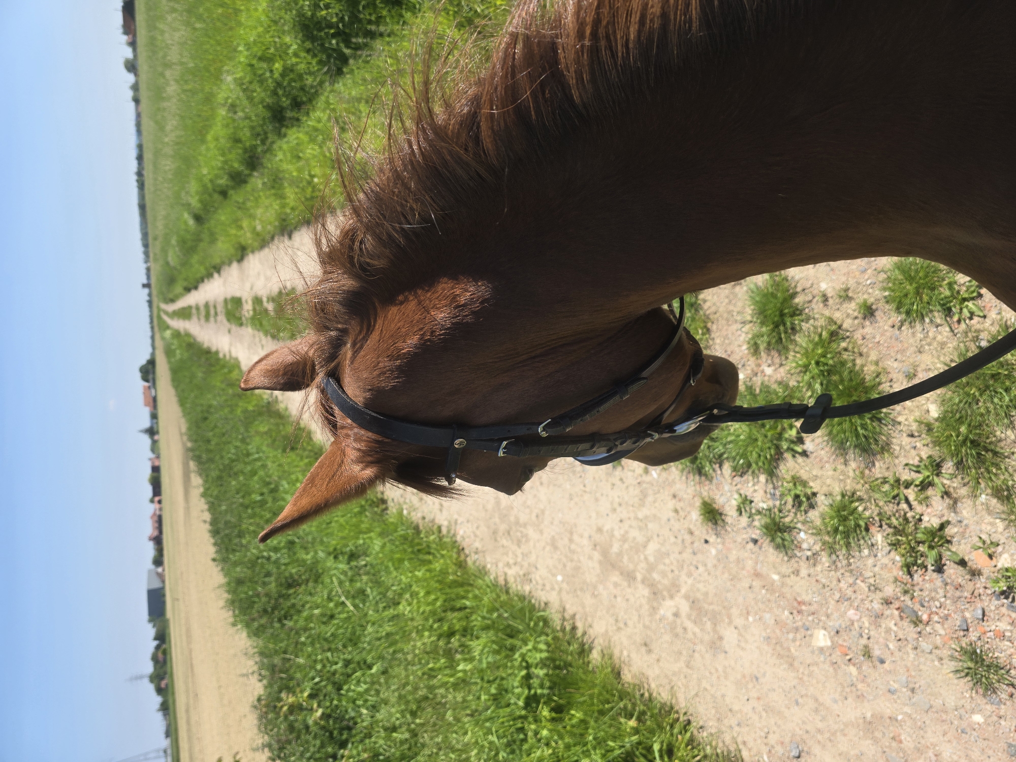 Horseback rider travels rural dirt path in Belgium