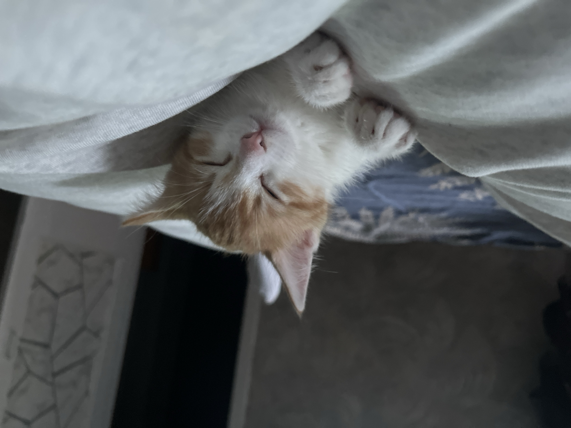 Sleeping kitten and everyday life in Svietlahorsk, Belarus