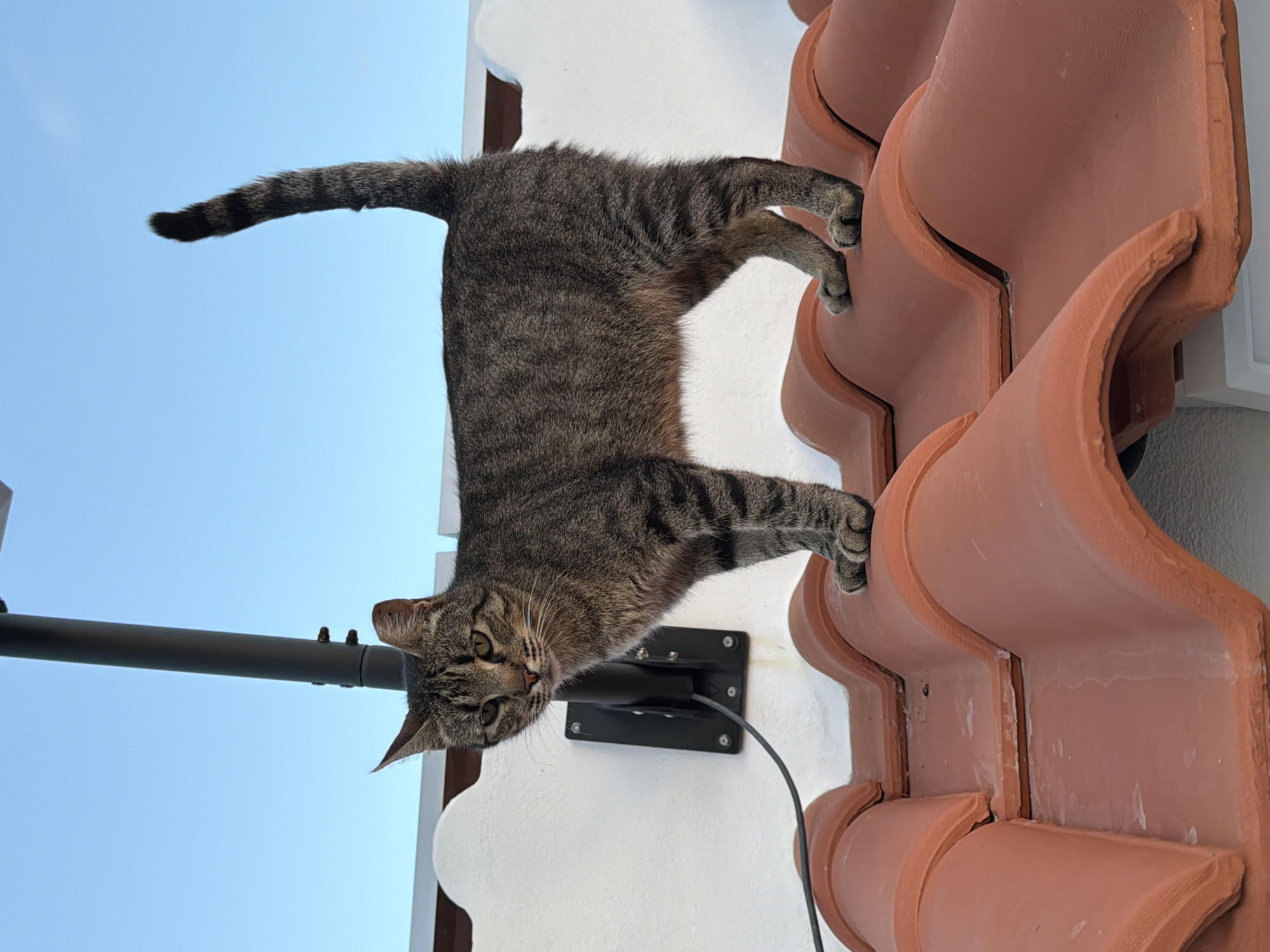 Cats on rooftop terrace at sunset in Loulé Portugal