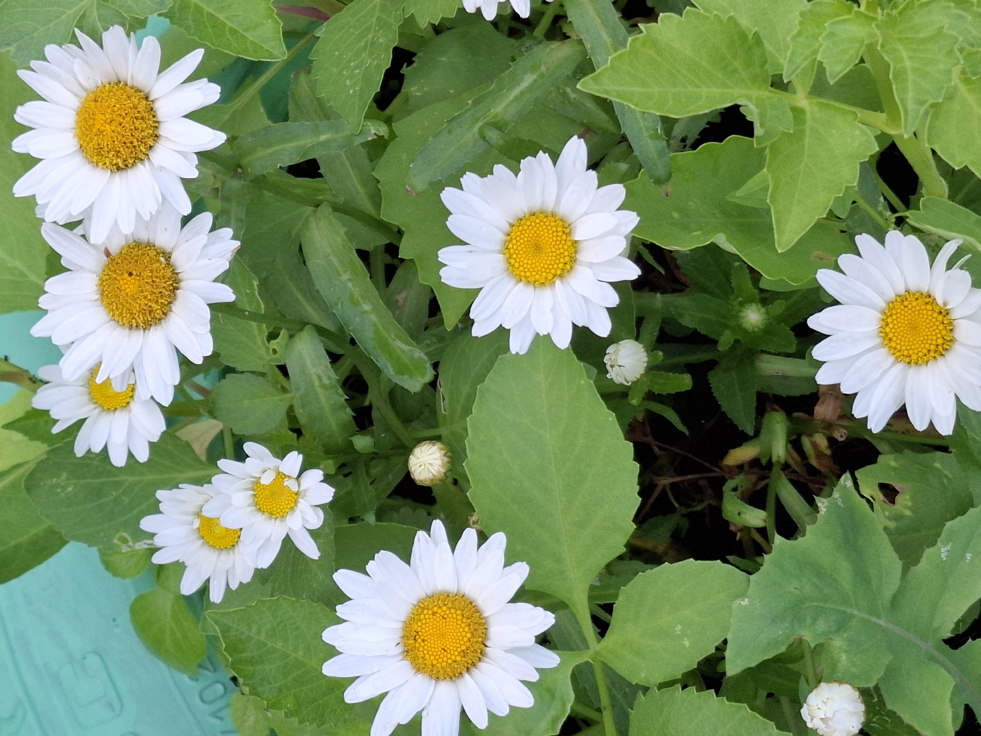 Flowers and foliage, up close and looking up