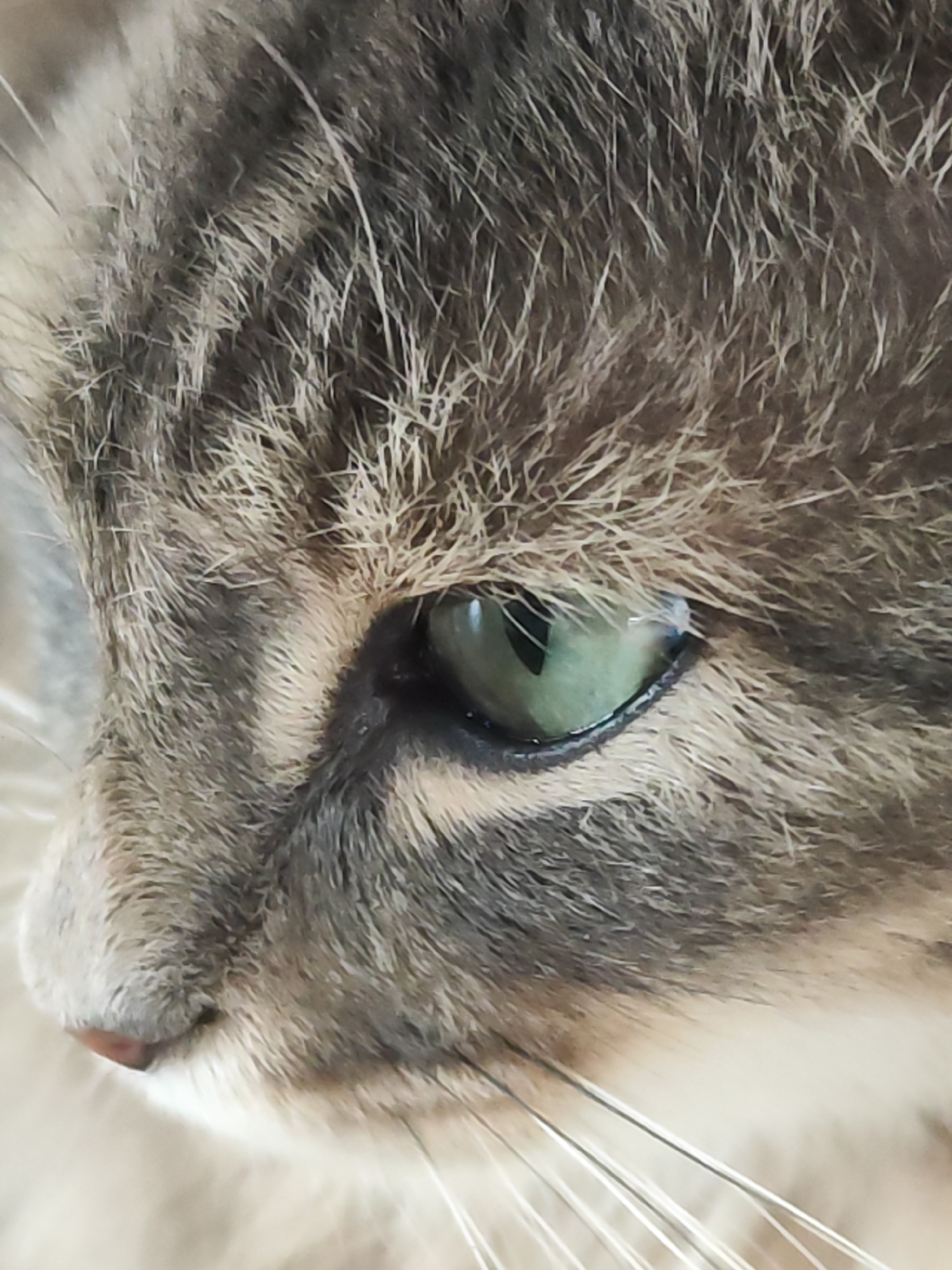 Gray tabby cat photographed multiple times in Chaikovsky, Russia