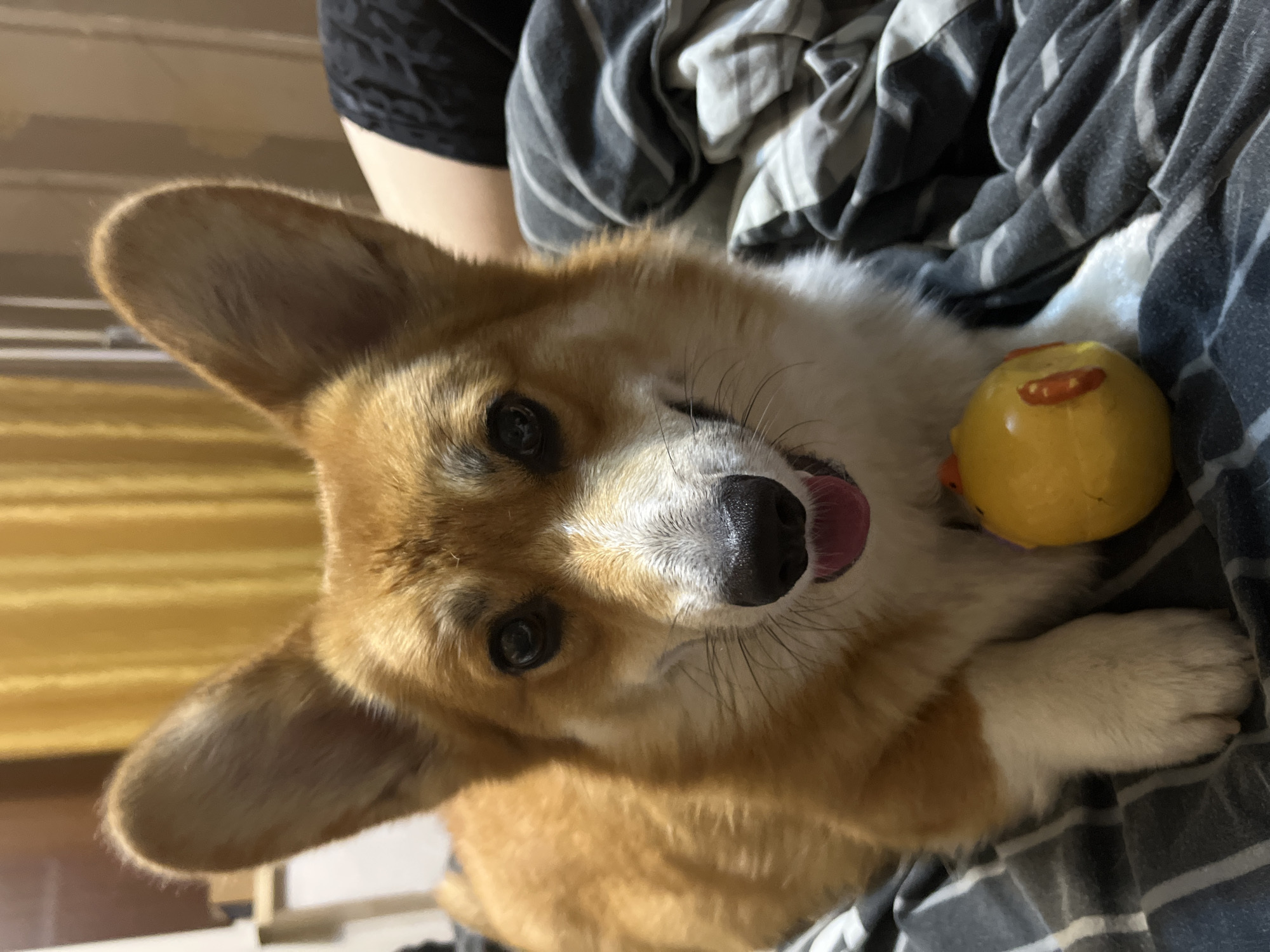 Corgi in camo life vest chills at home in Ukraine