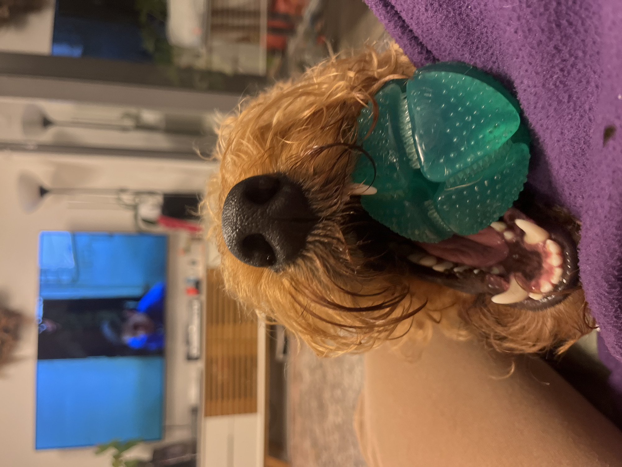 Dog plays with green toy in Ramat Gan home