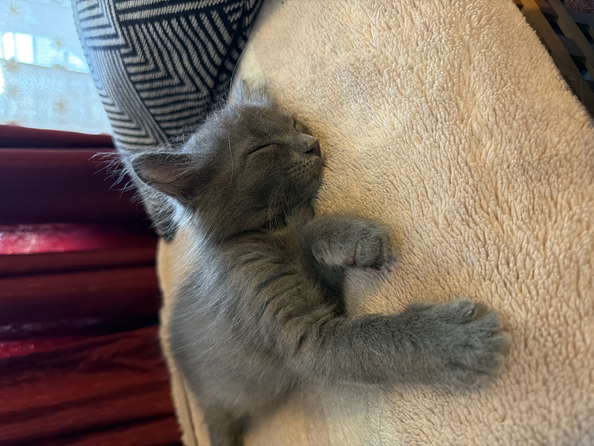 Gray kitten naps on blankets in Strovolos home