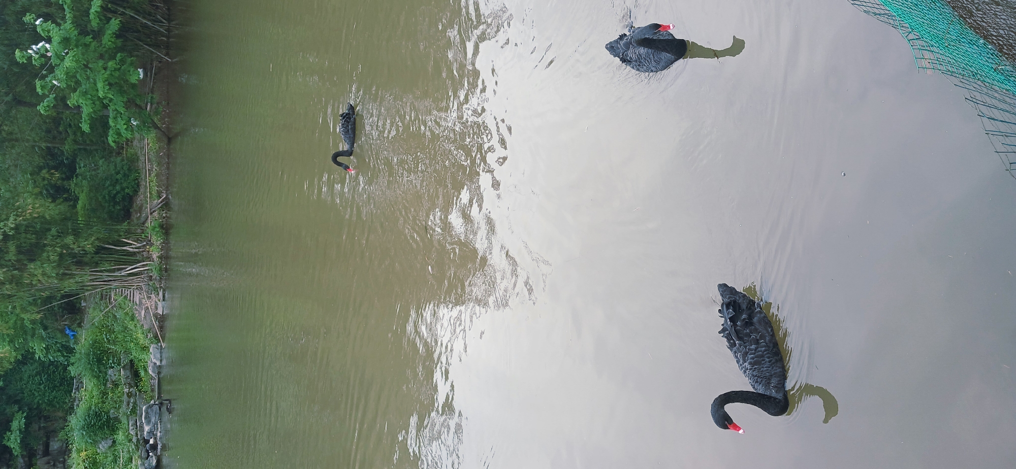Black swans, grandfather and child enjoy morning at Chongqing park