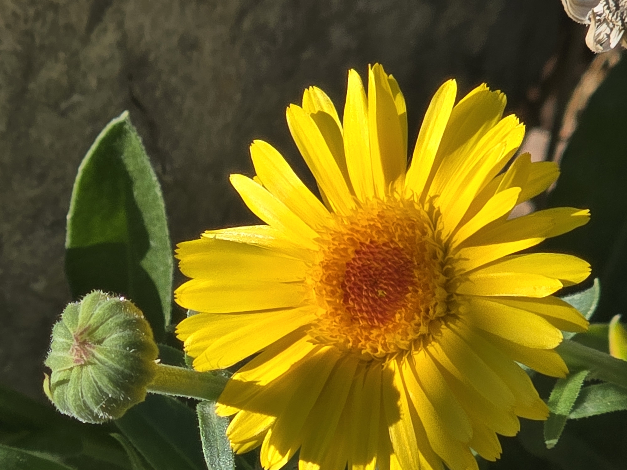Butterflies, cliffs, and camper vans on a Podgorica morning
