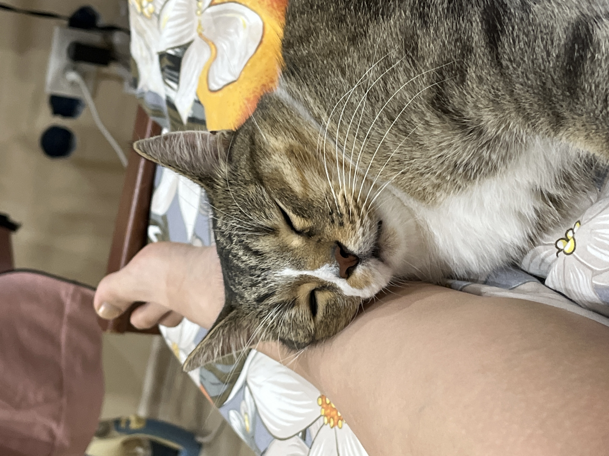Tabby cat naps on floral bedding in Novokuybyshevsk