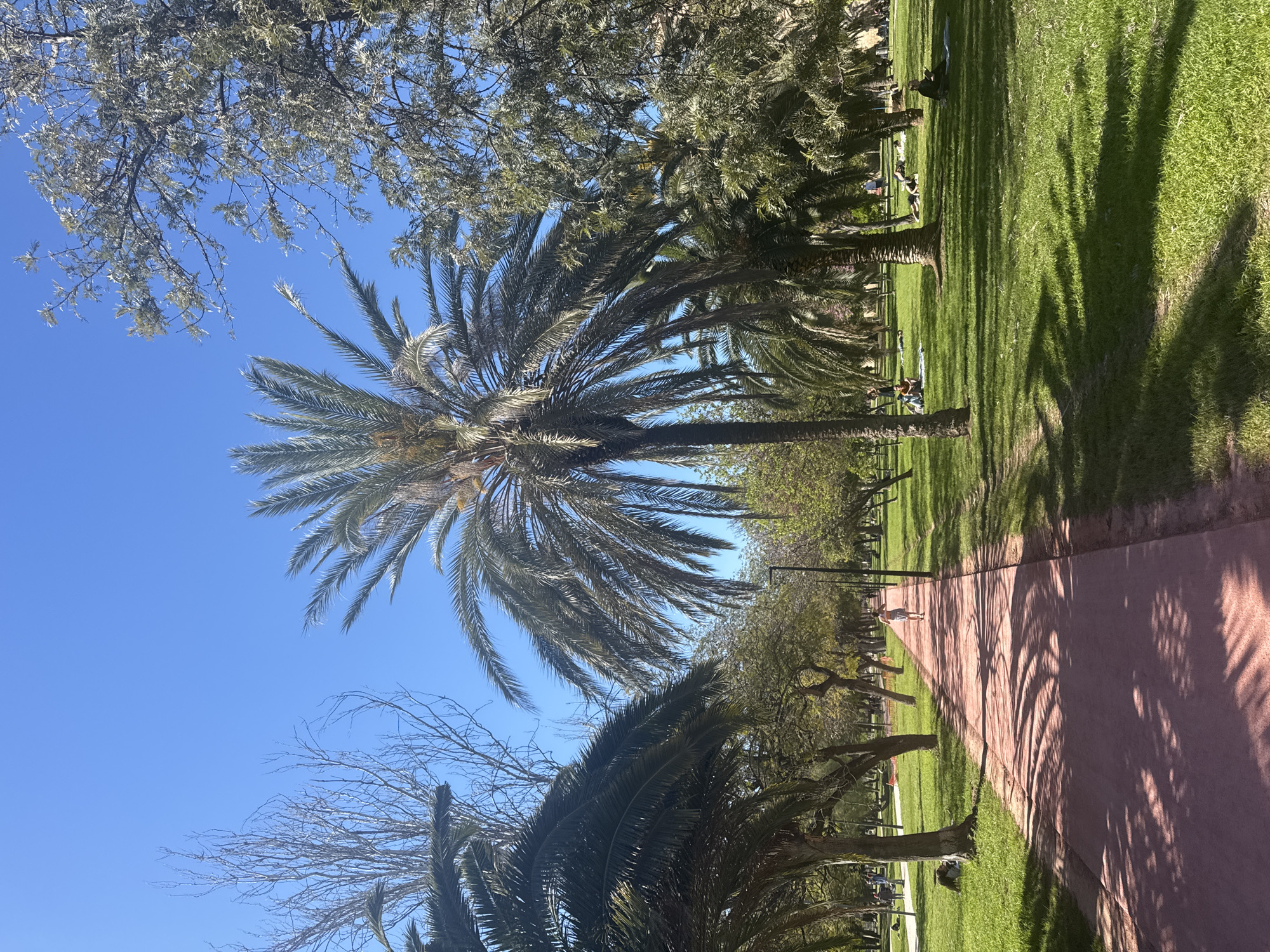 Palm trees observed under bright skies in Valencia park