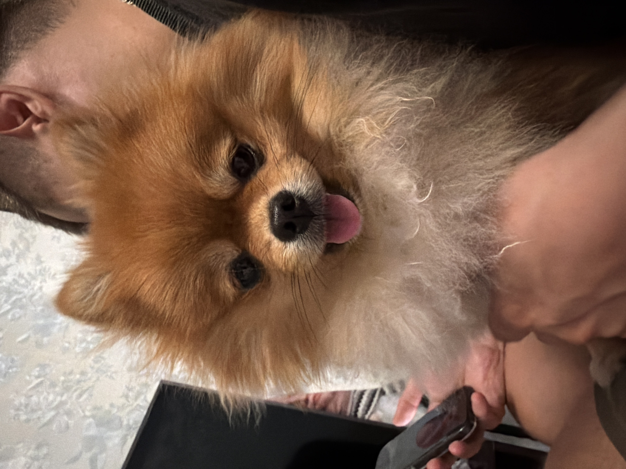 Fluffy orange Pomeranian poses for close-up shots in Kirov