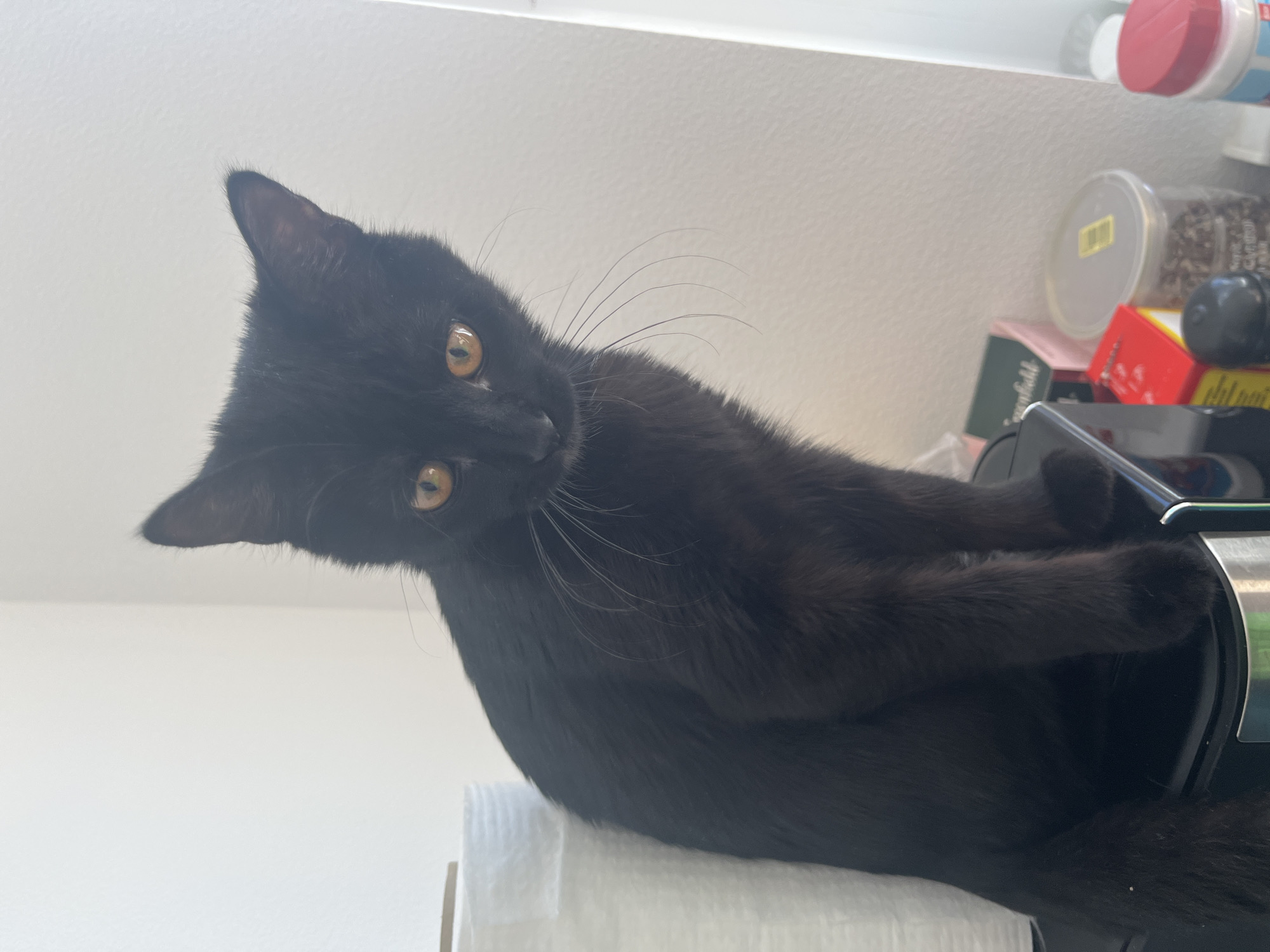 Black kitten and city views from a Kommunarka apartment