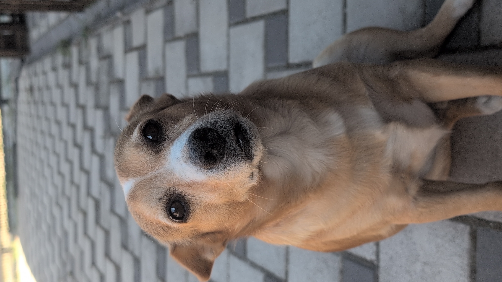 Dog and cat sightings on a quiet afternoon in Izmail