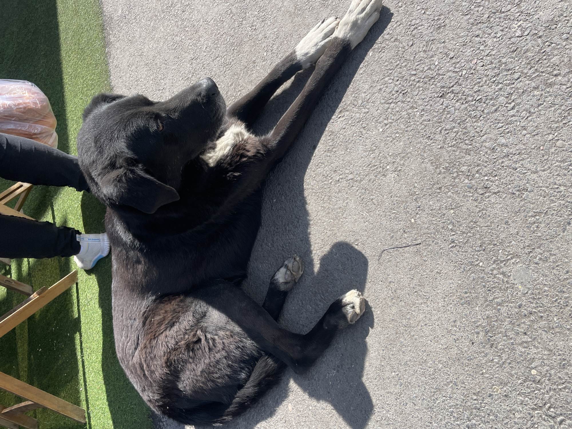 Black and white dog rests on sunlit asphalt in Yerevan