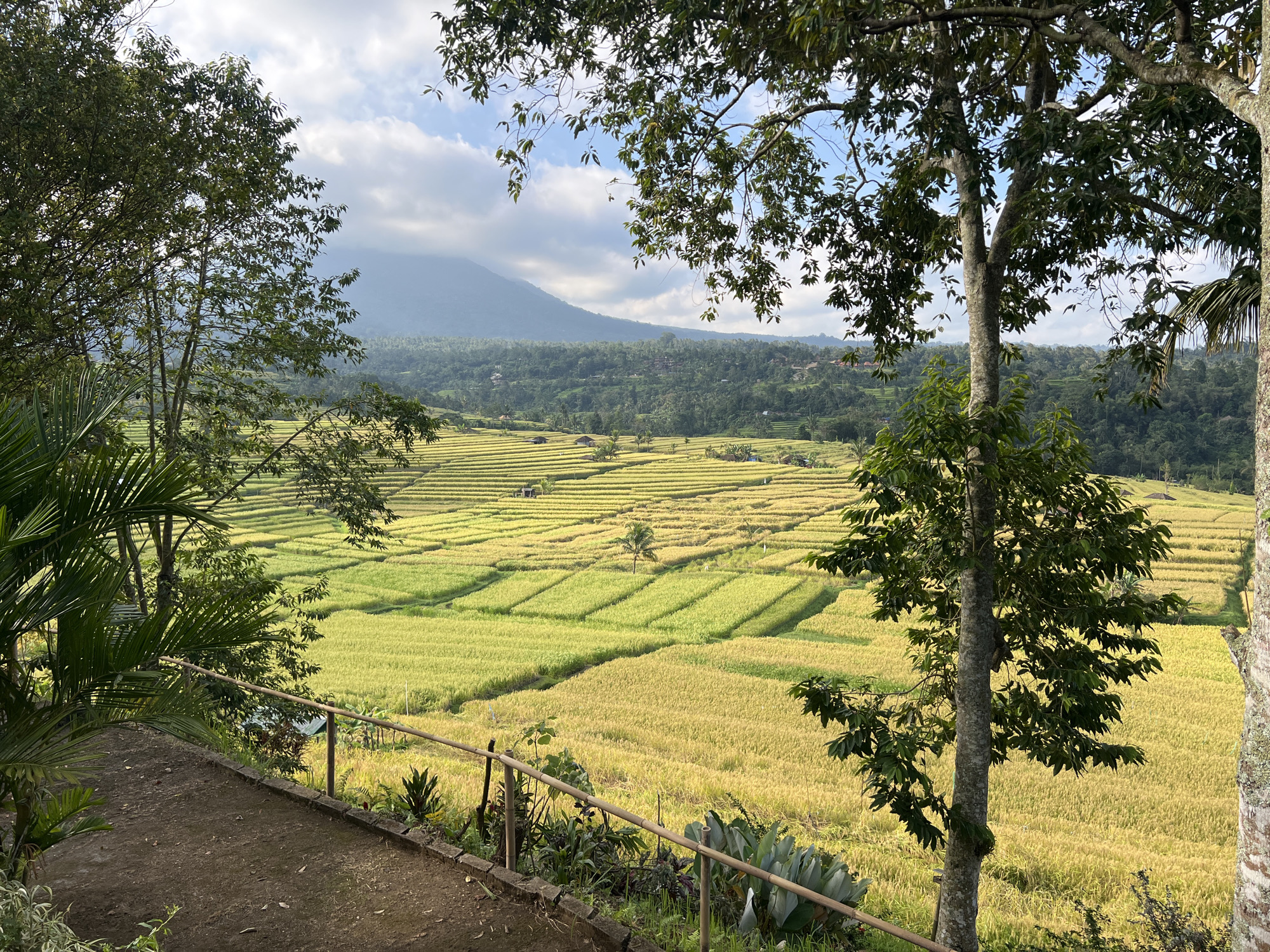 Tourist documents scenic rice terraces and cultural sites in Penebel