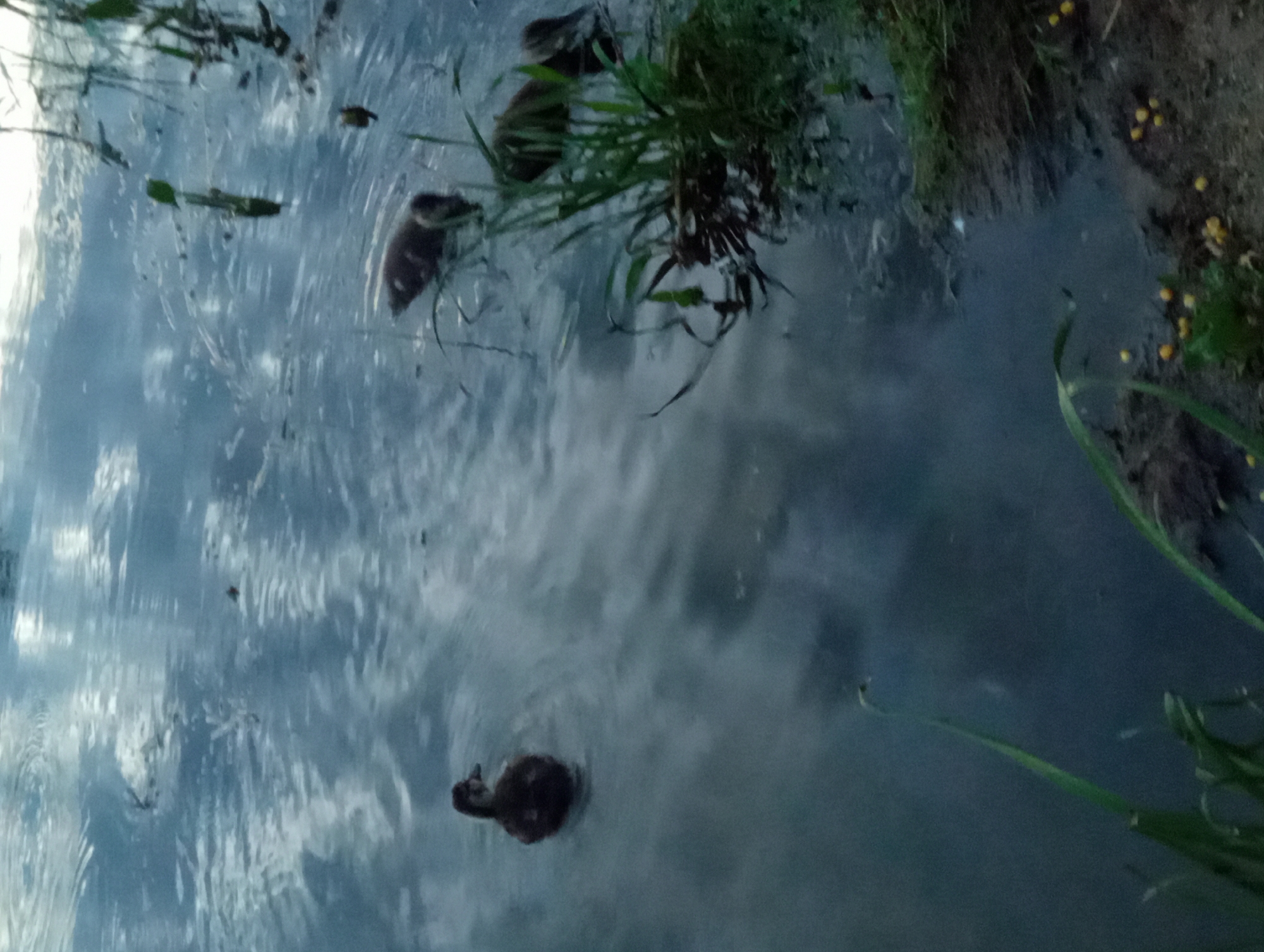 Ducks and ducklings foraging along a Mahilyow waterfront at dusk