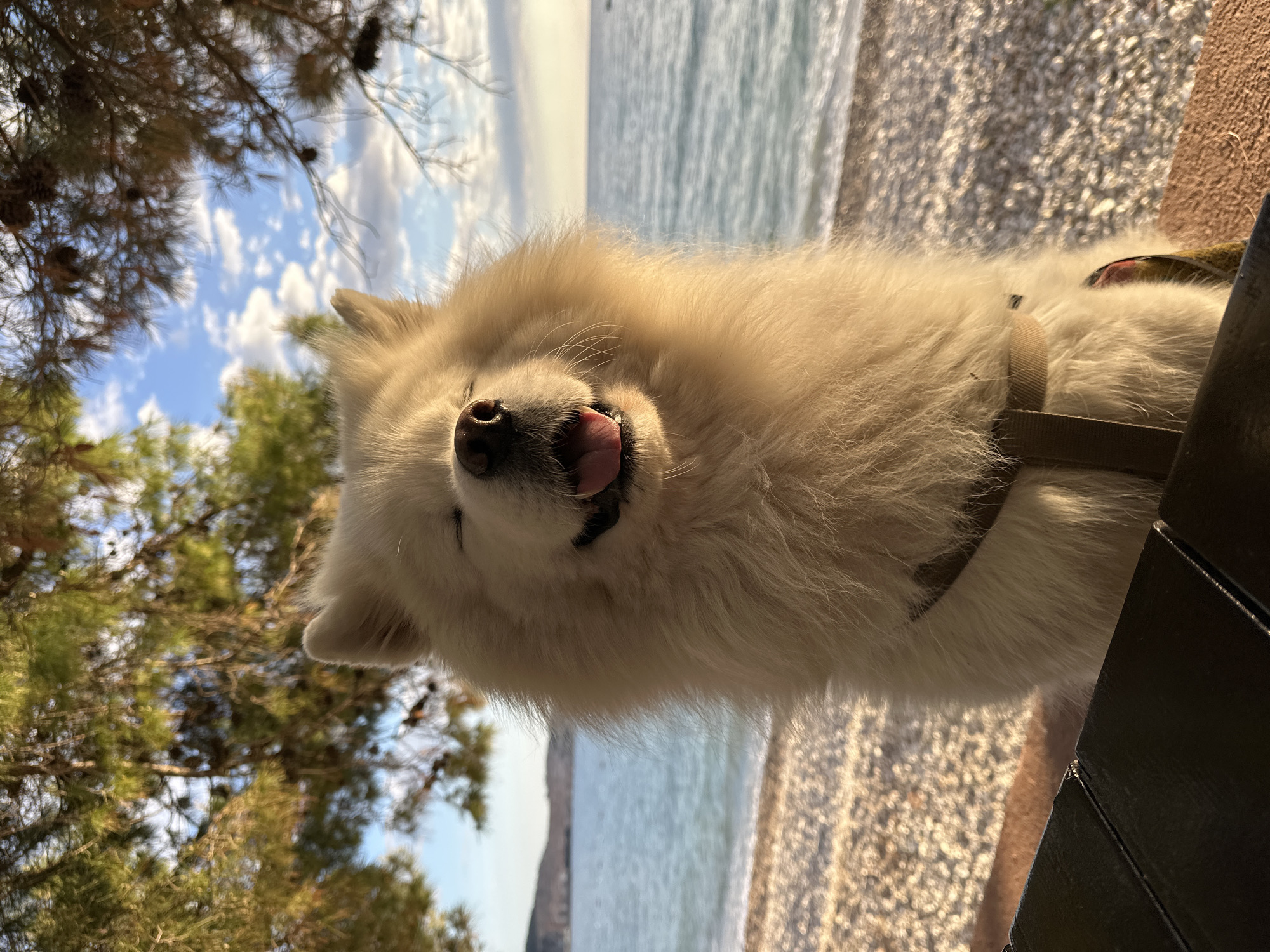 Samoyed dog spotted relaxing on Montenegro beach