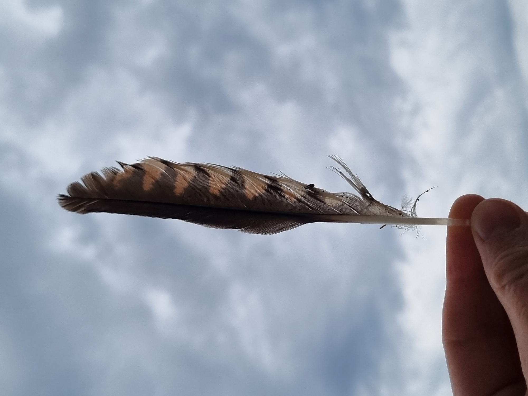 Hand holds feather against cloudy sky in Kemul, Russia