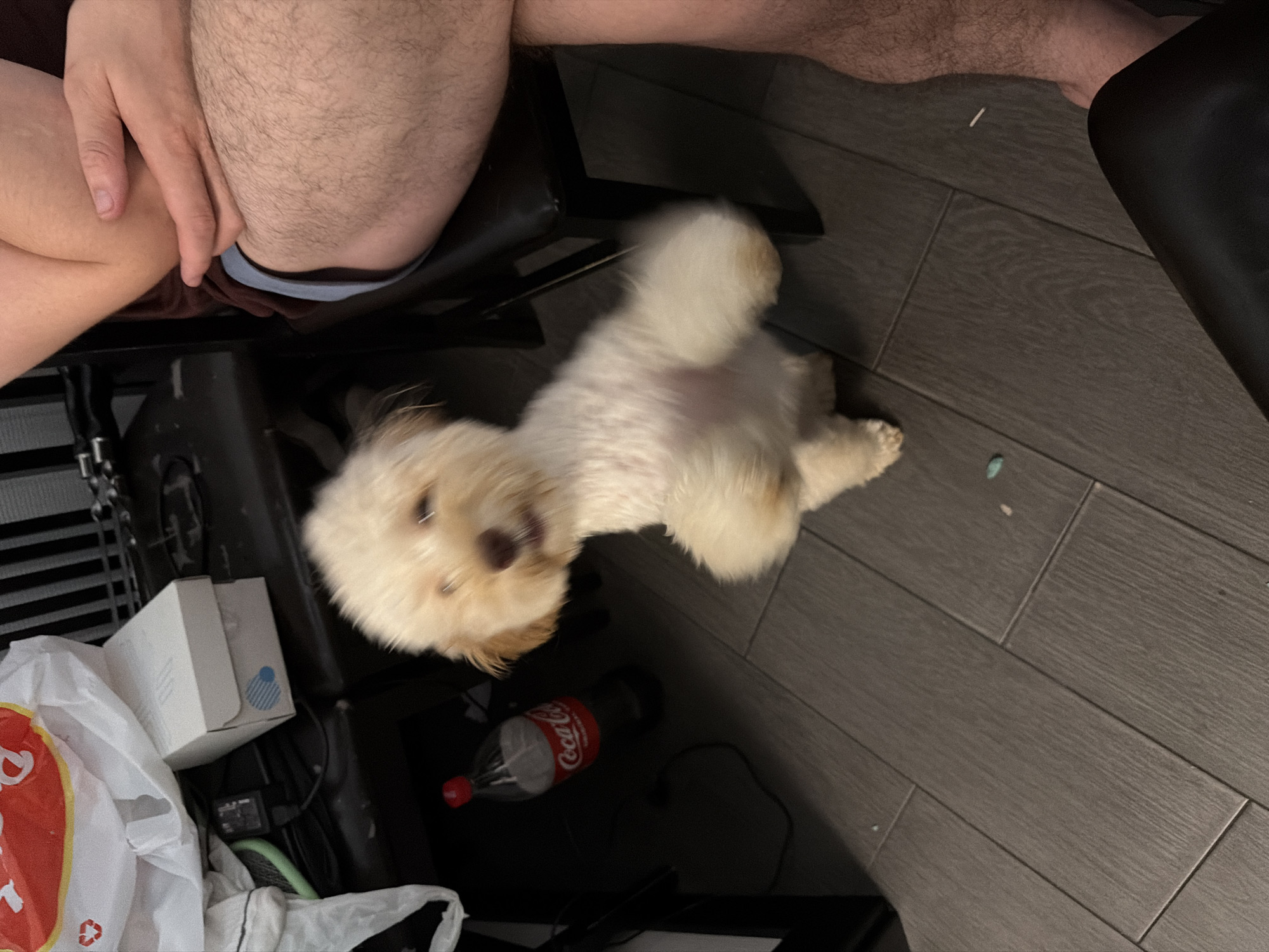 Chill evening at home in Bila Tserkva with dogs and drinks