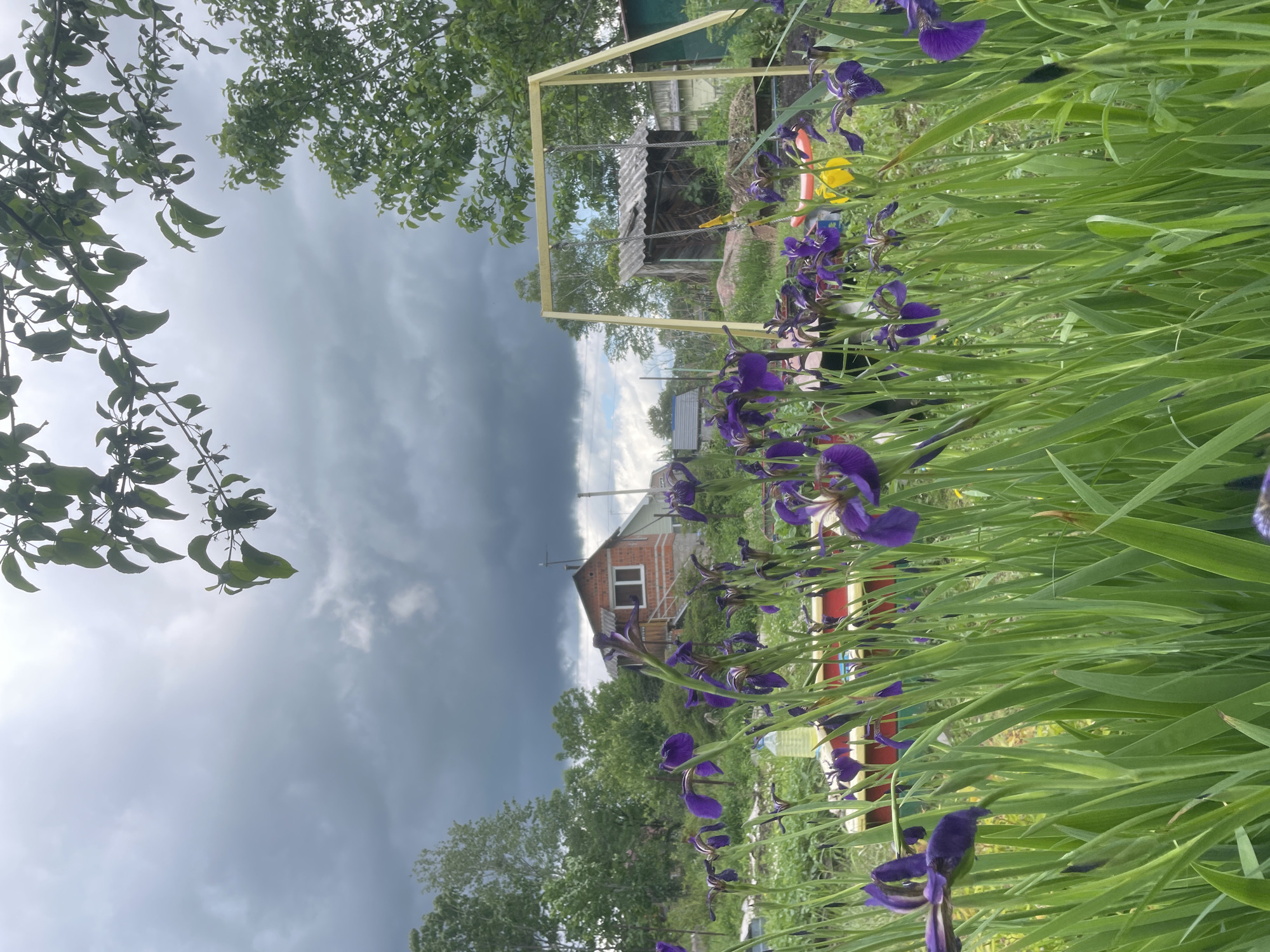 Purple irises bloom under grey skies in Russian garden