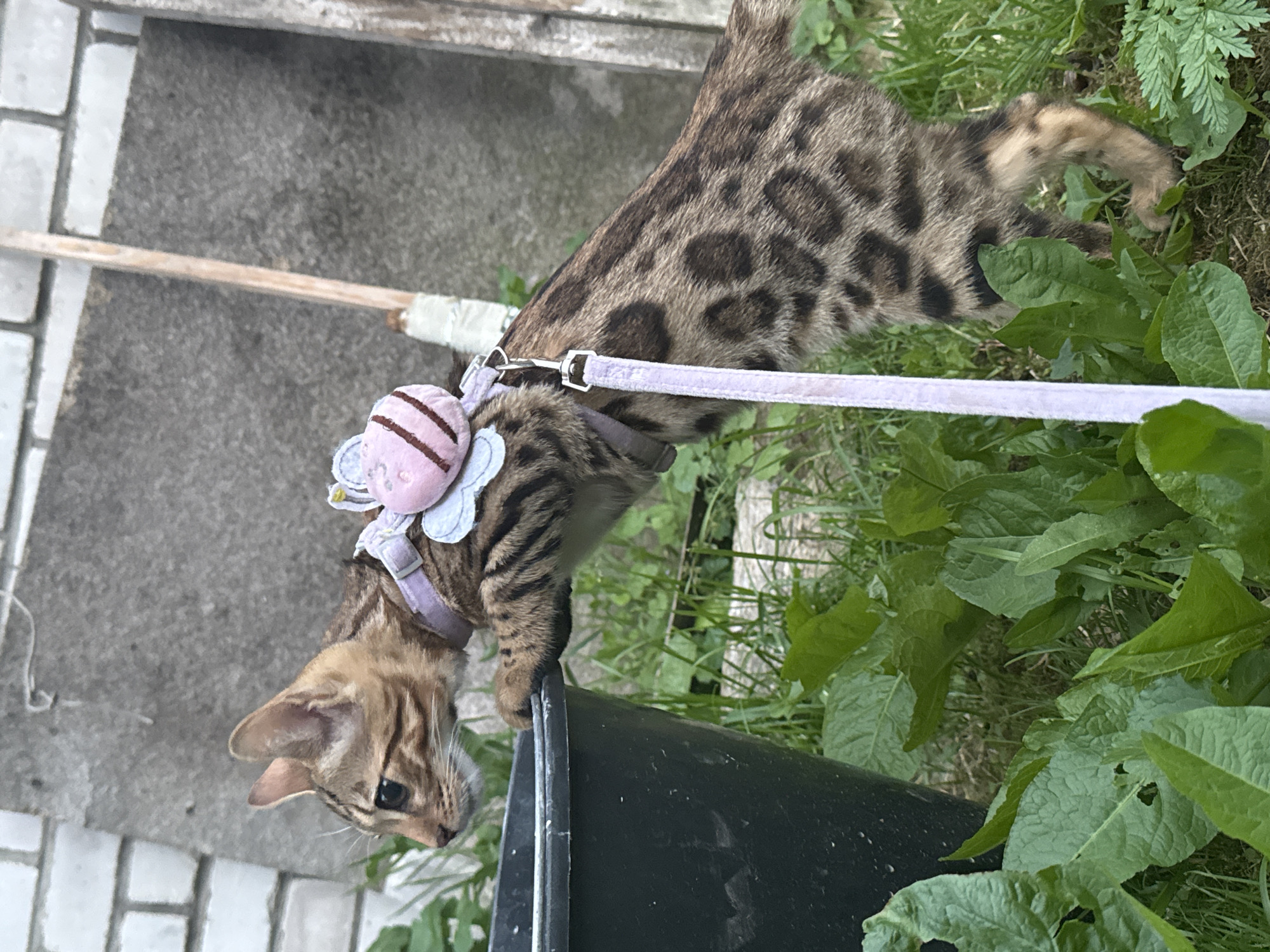 Bengal cat on a leash explores a sunny Rzhev afternoon