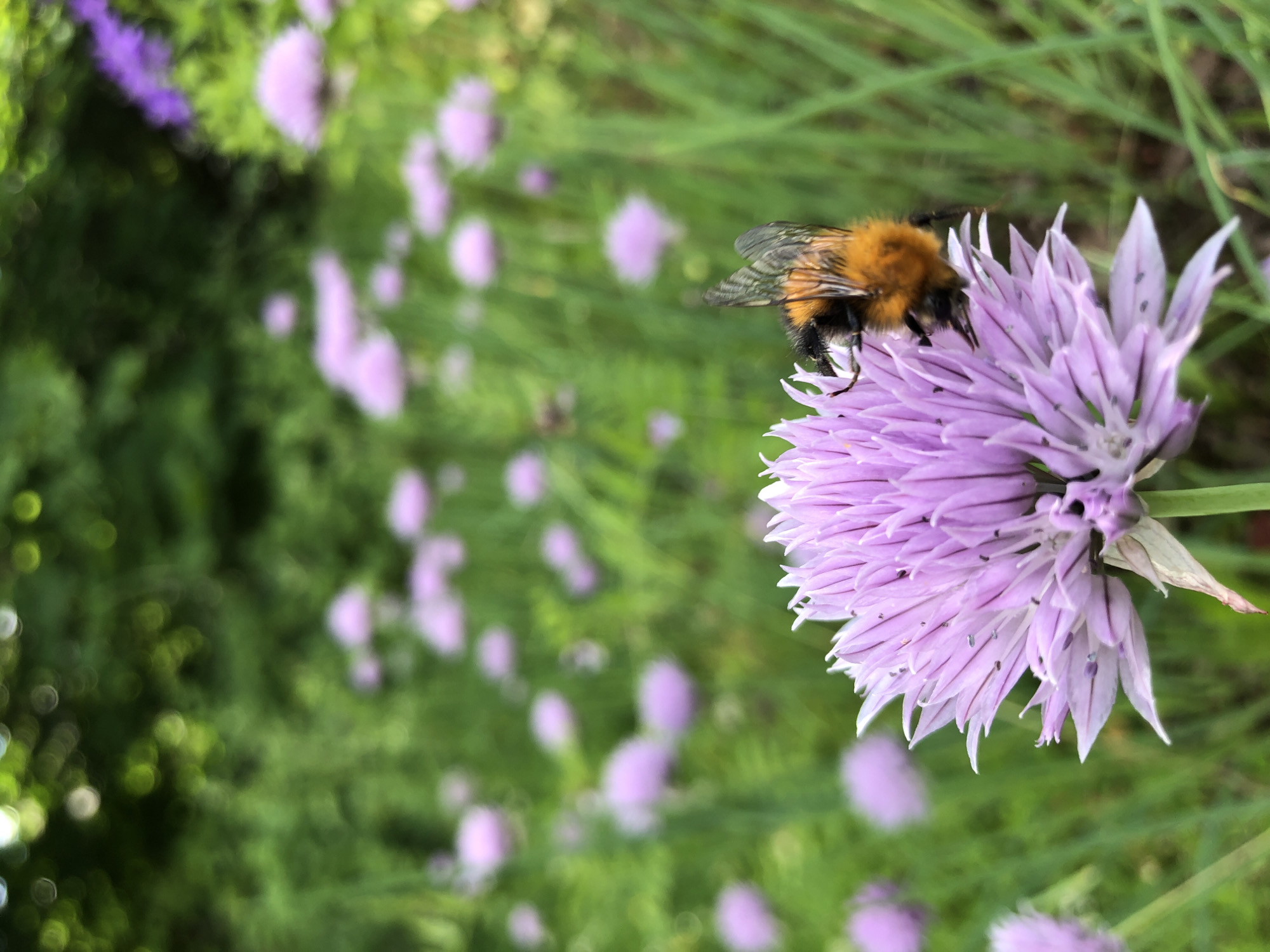 Summer garden blooms and a bumblebee, Svirstroy