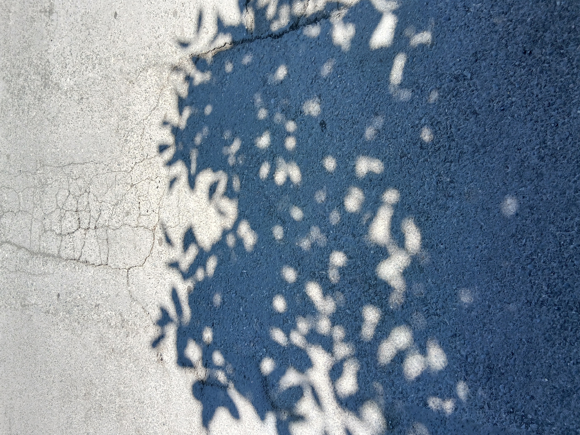 Urban scenes captured in Vagharshapat: pavement and blooming roses