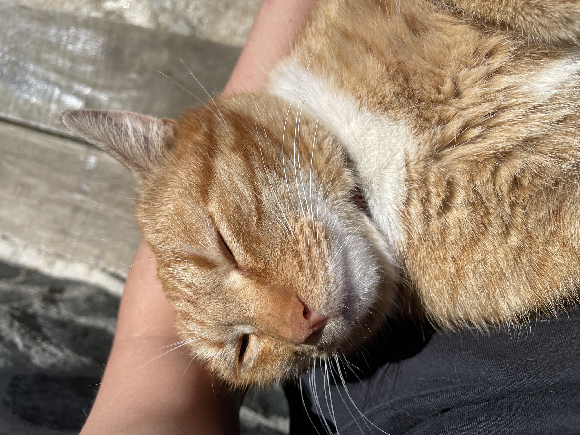 Orange tabby cat rests with owner in Zlatograd