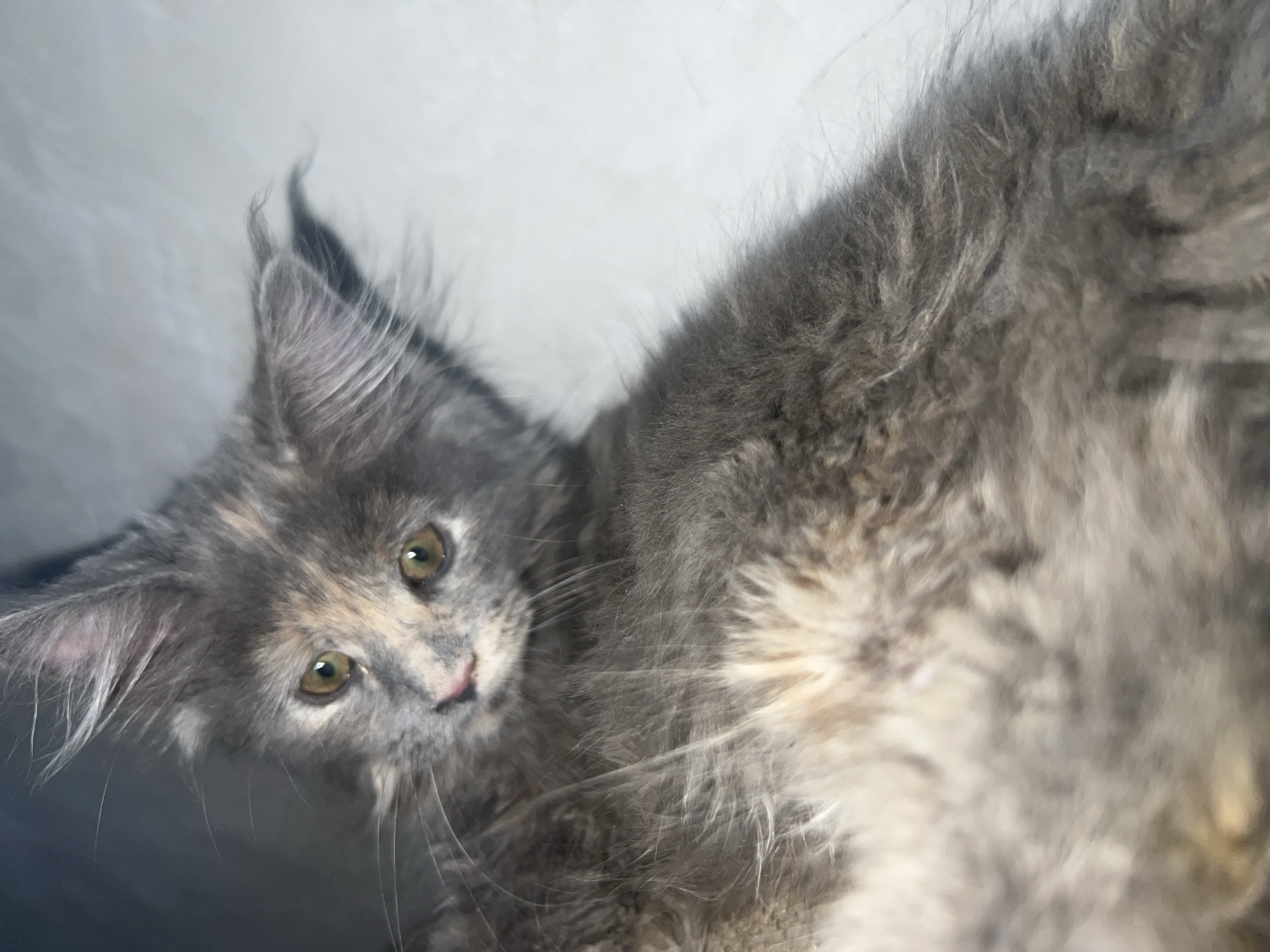 Maine Coon cats and kittens lounging indoors, all fluff and ears.