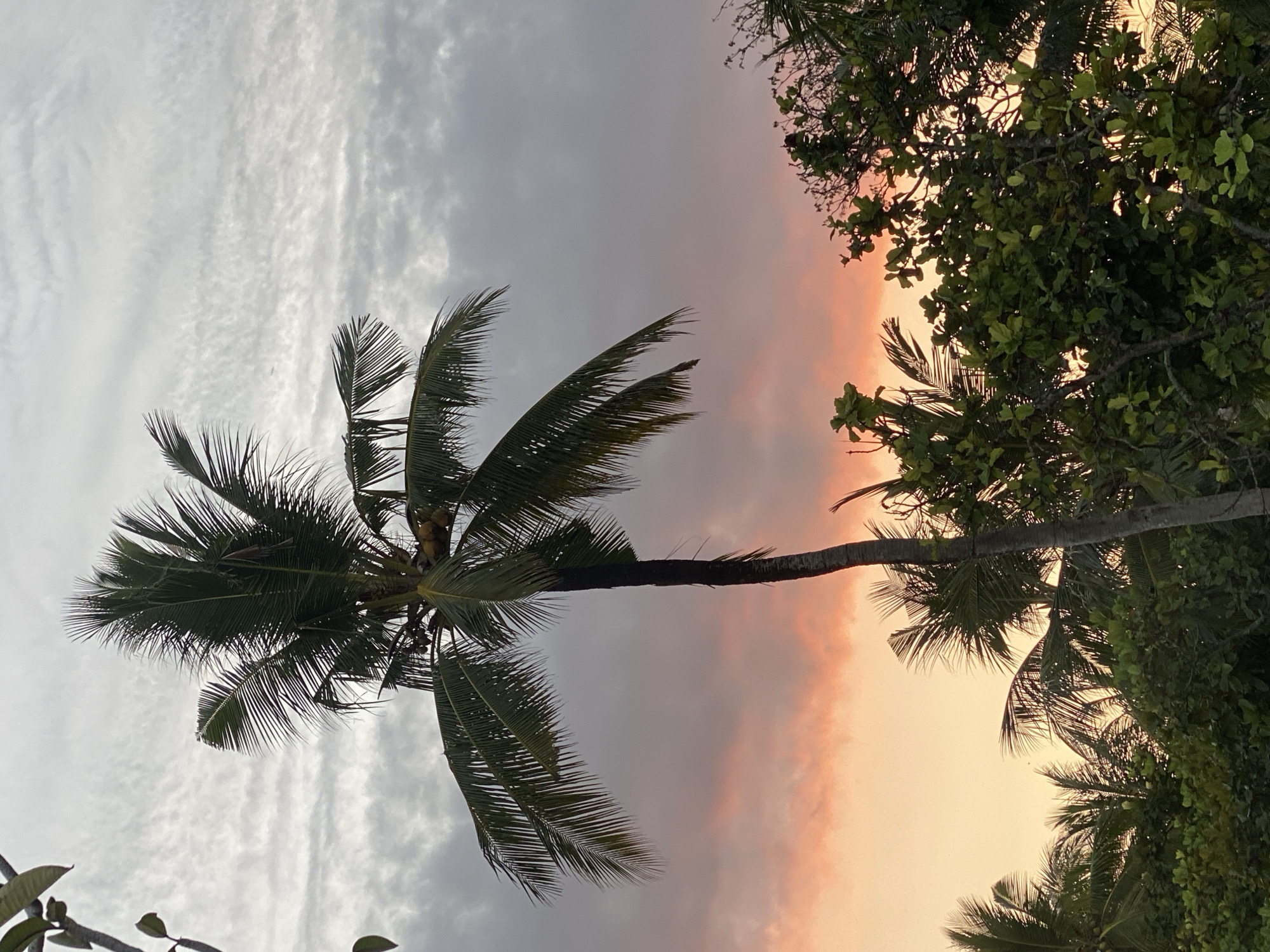 Dusk at Bali Collection, palm trees and twilight skies