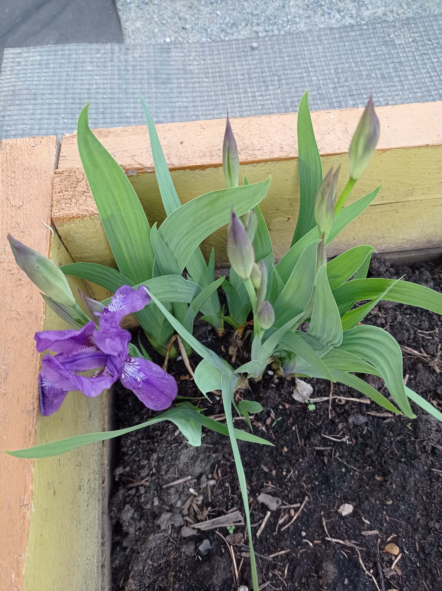 Purple iris blooms in wooden planter in Degtyarsk