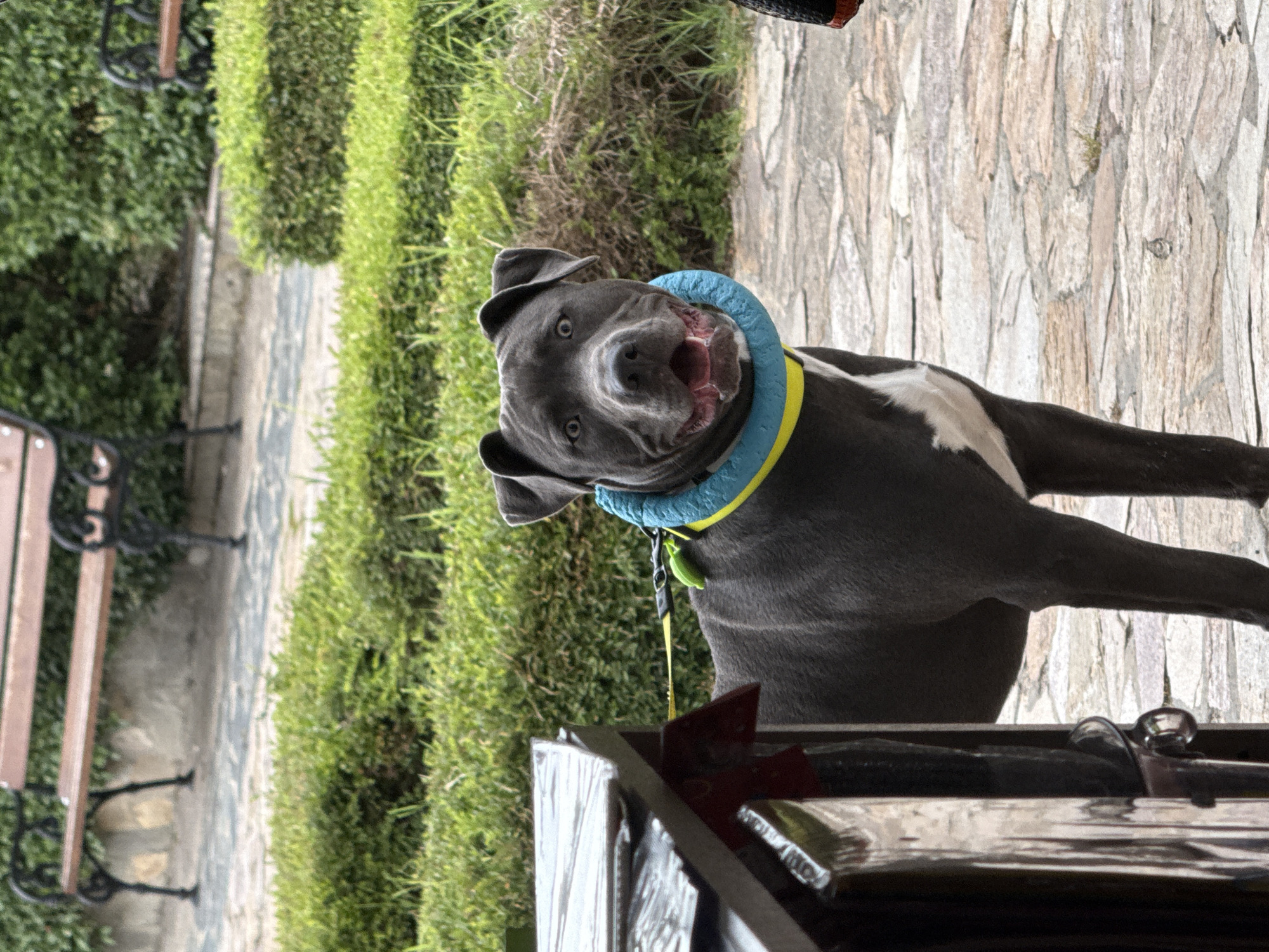 Dog with inflatable collar spotted in Bulgarian park