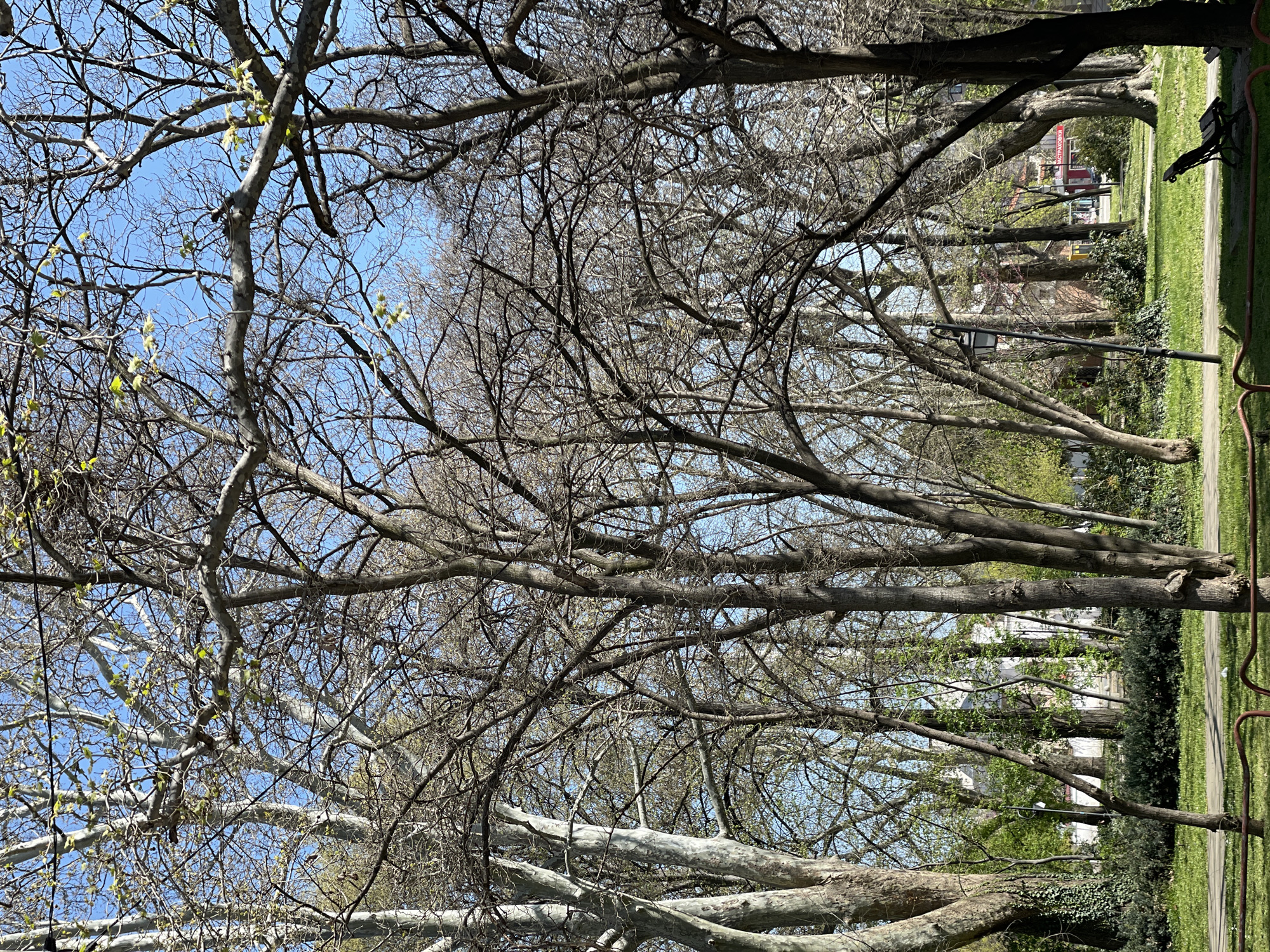 Spring foliage observed in Pazardzhik park, Bulgaria