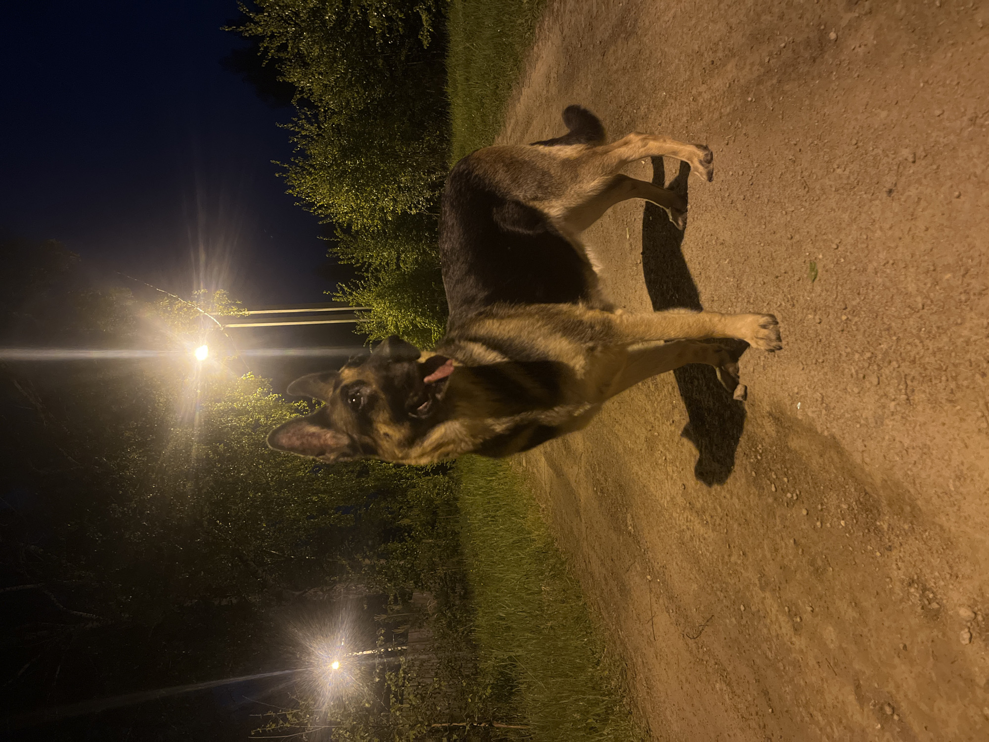 Dogs and cat observed during evening hours in Nizhny Tagil