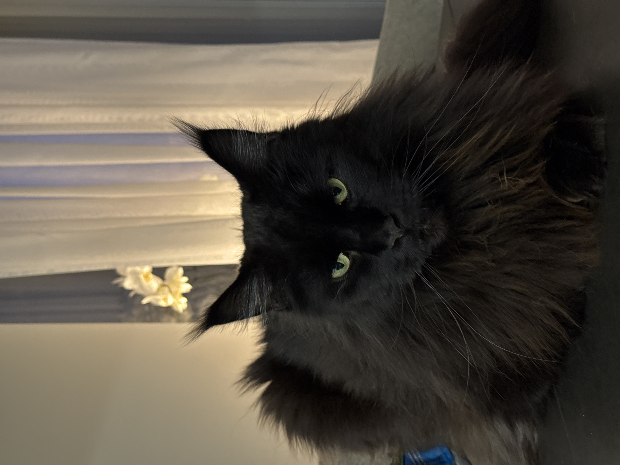 Ulbroka resident documents cat, evening skies on May 7