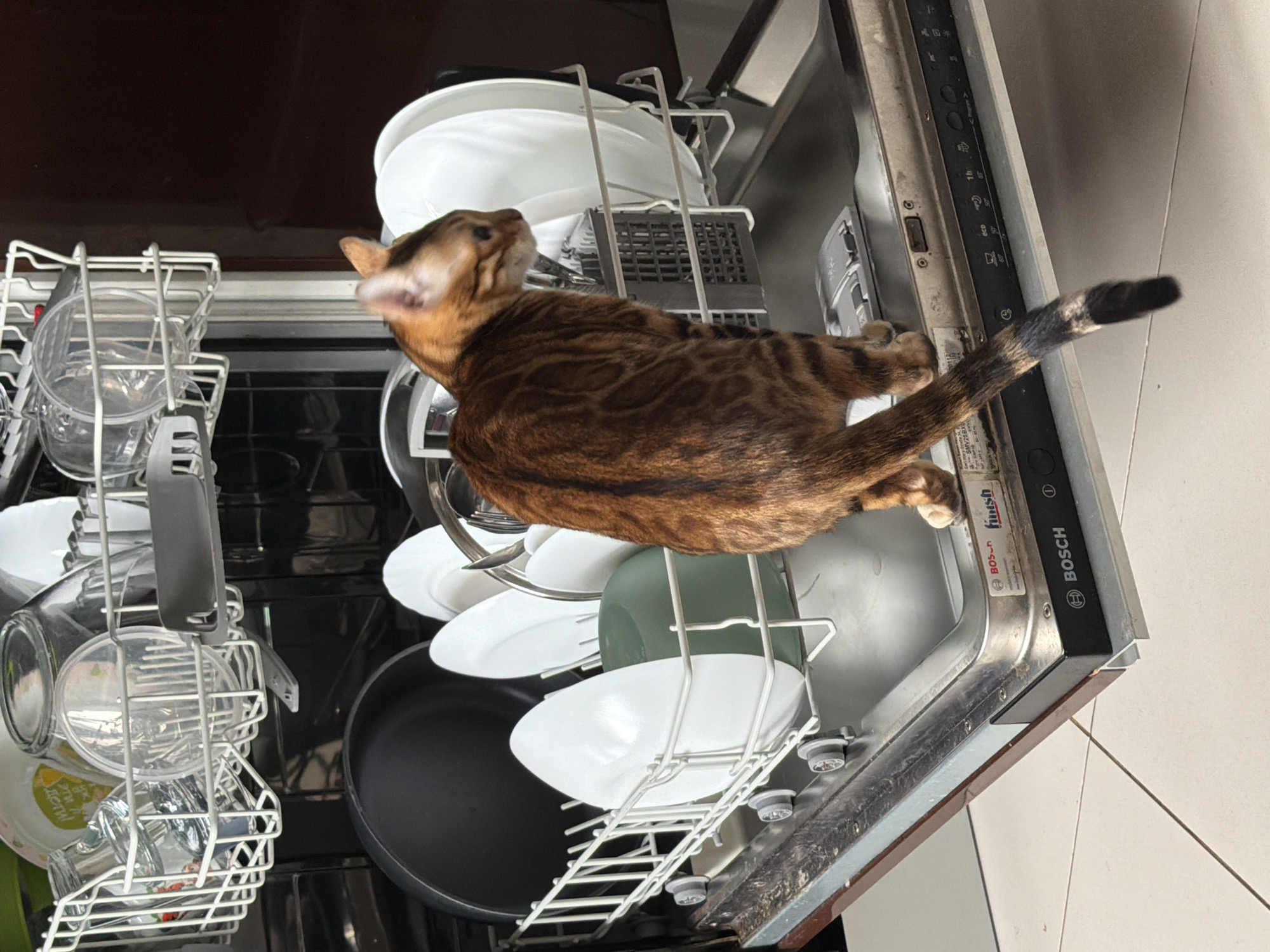 Bengal cat stands on dishwasher door in Vsevolozhsk, Russia