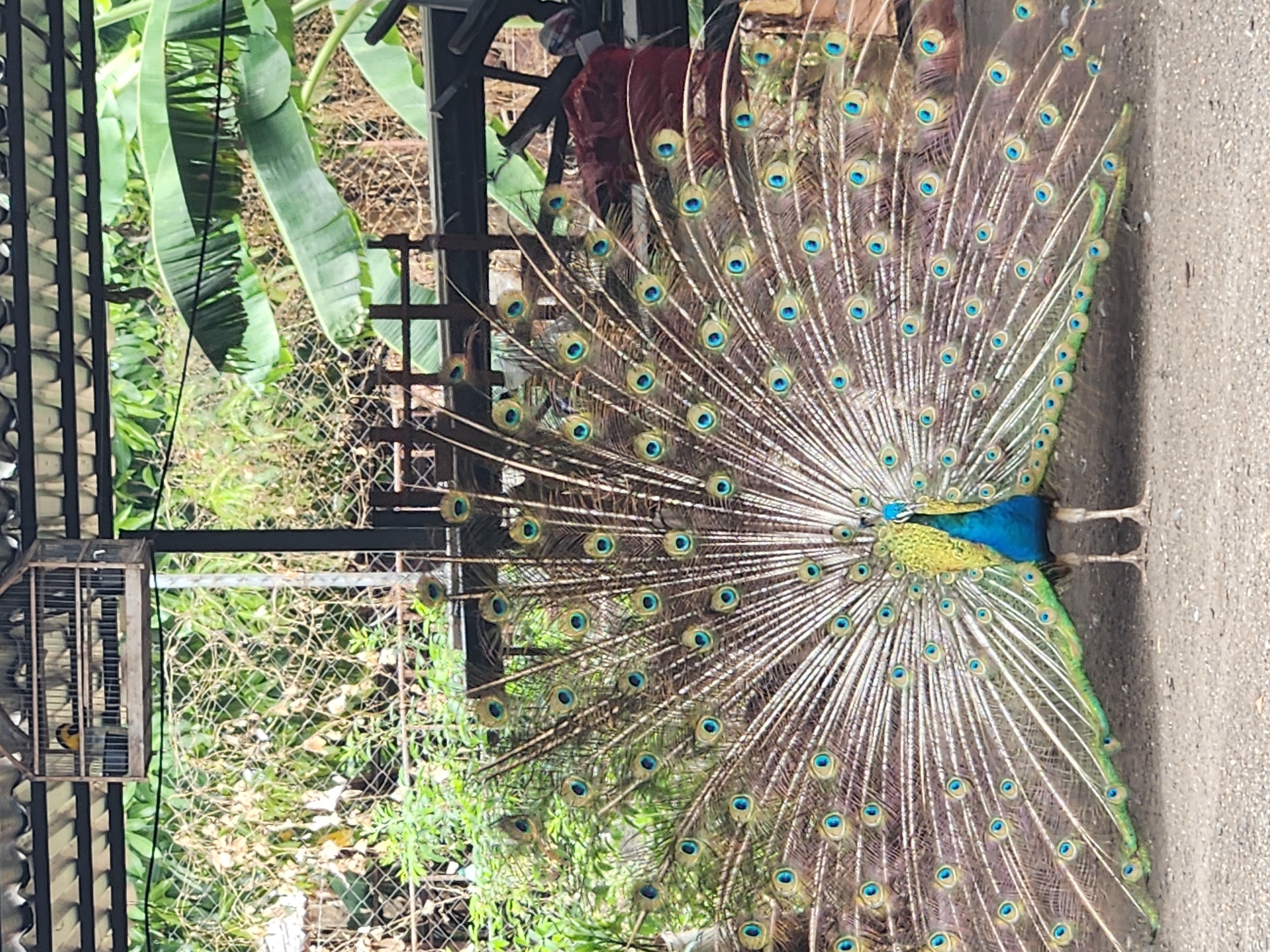 Peacock displays full plumage in Tinaquillo, Venezuela enclosure