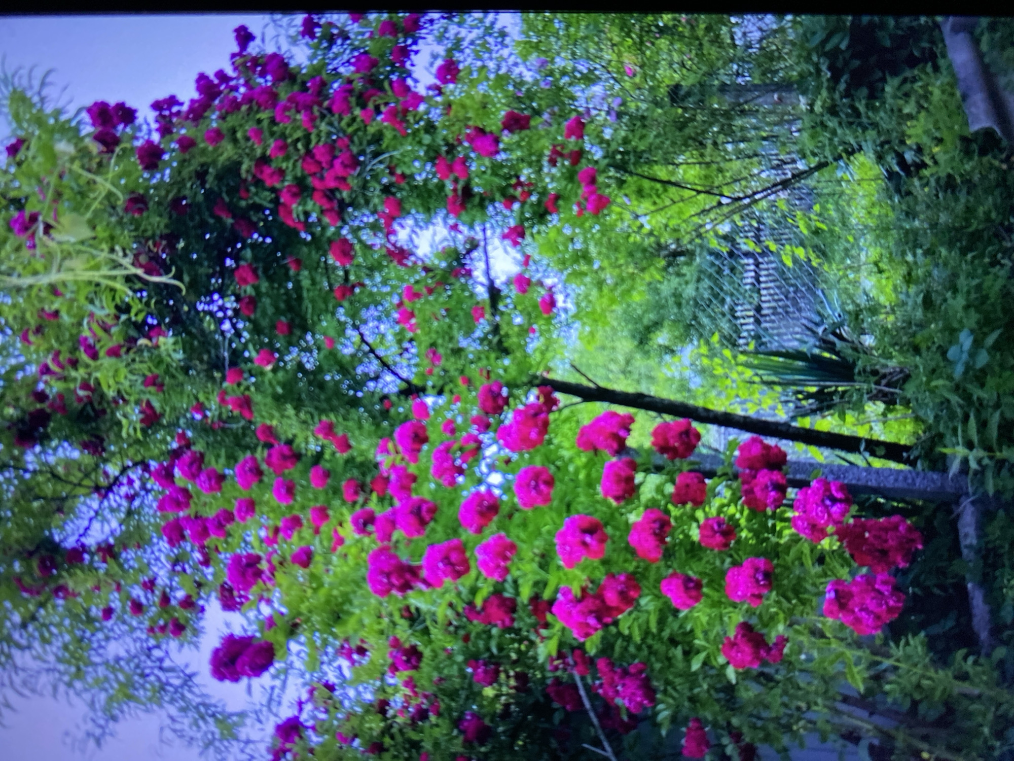Summer garden life in Luh, Ukraine — roses, pets, and rolling hills