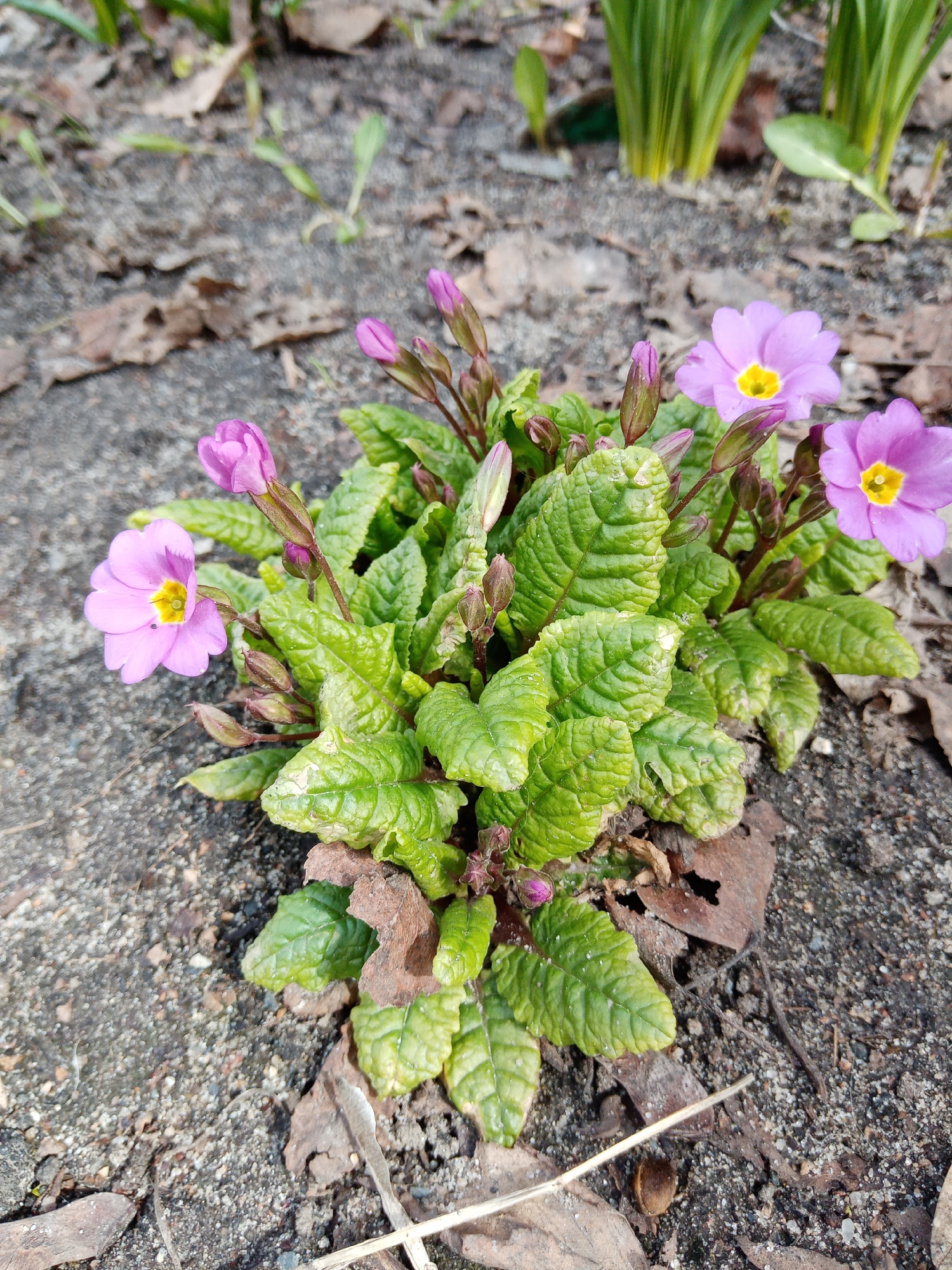 Pink primroses bloom in spring soil in Elektrostal, Russia