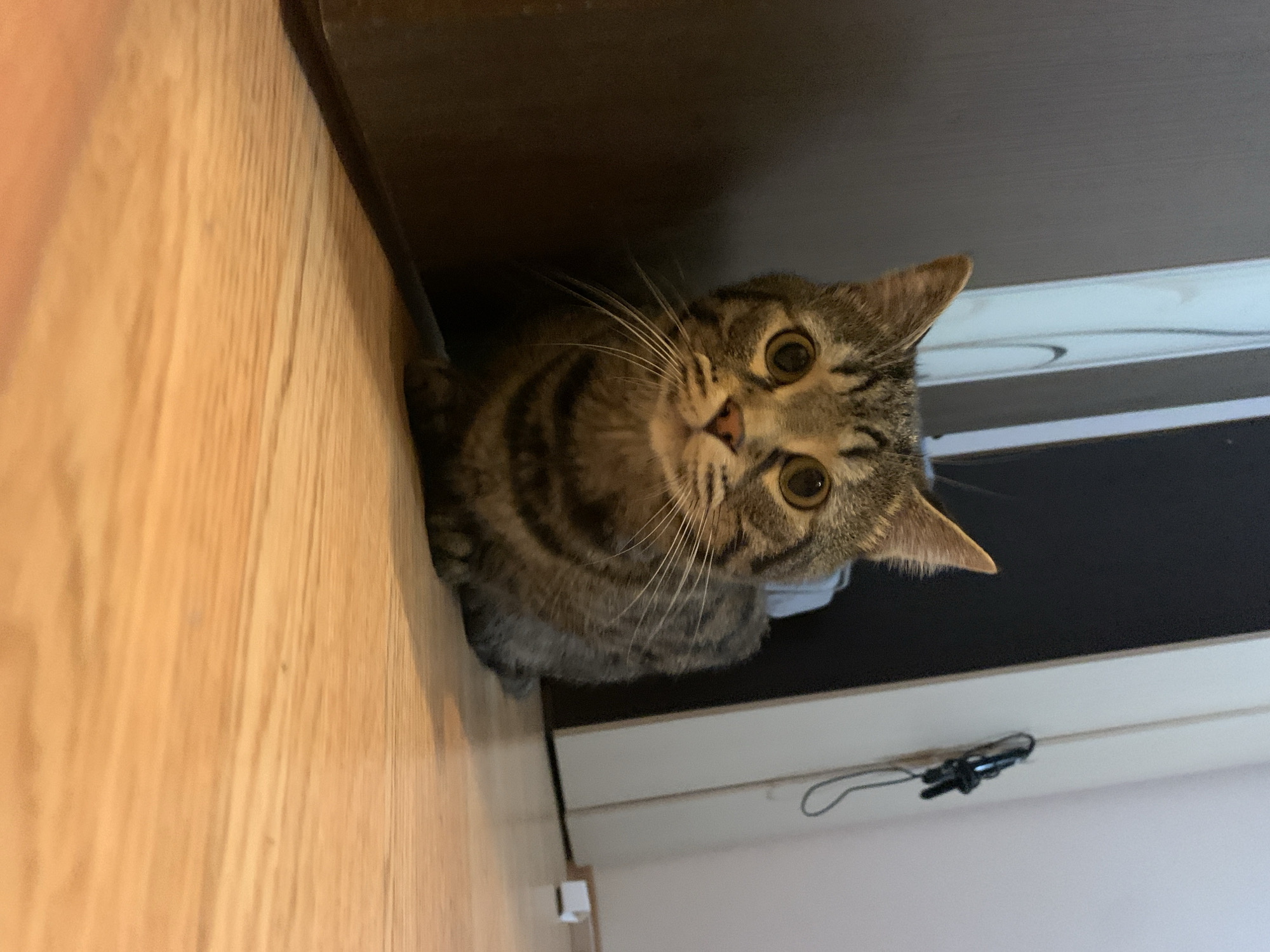 Tabby cat explores wooden furniture in Stavropol home