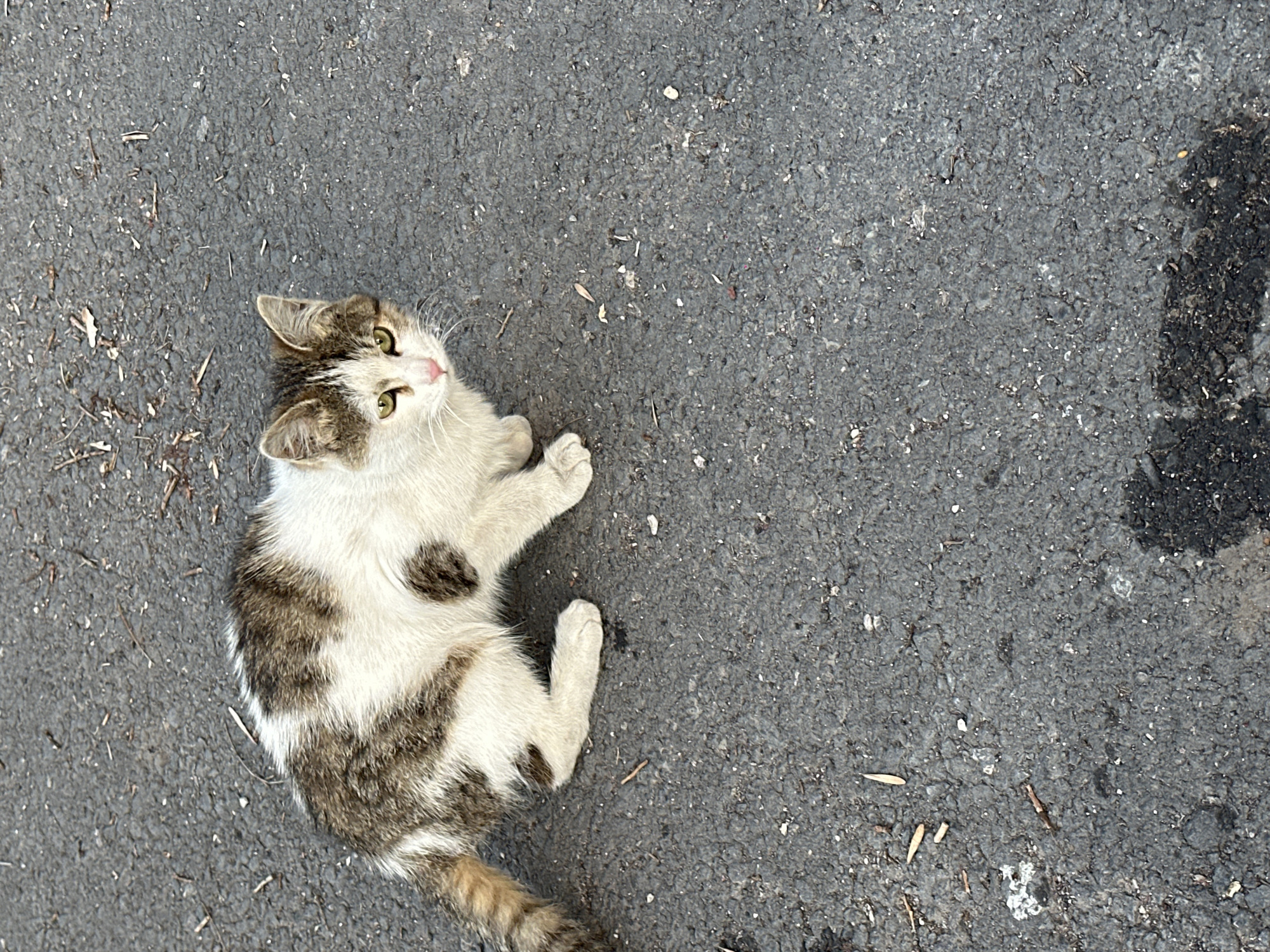 Kitten spotted on street in Yerevan urban area