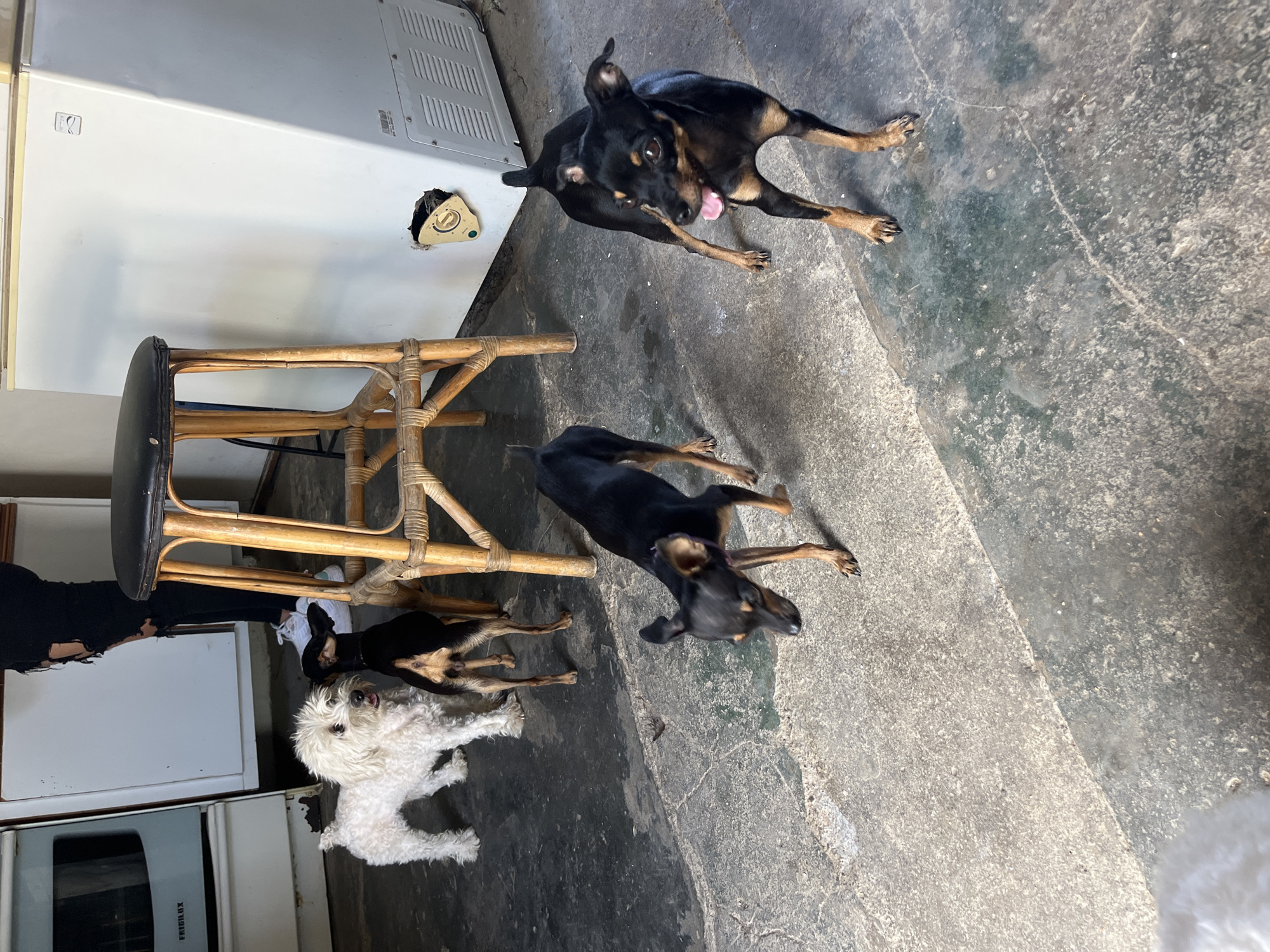 A lively pack of dogs at a home in Juan Griego