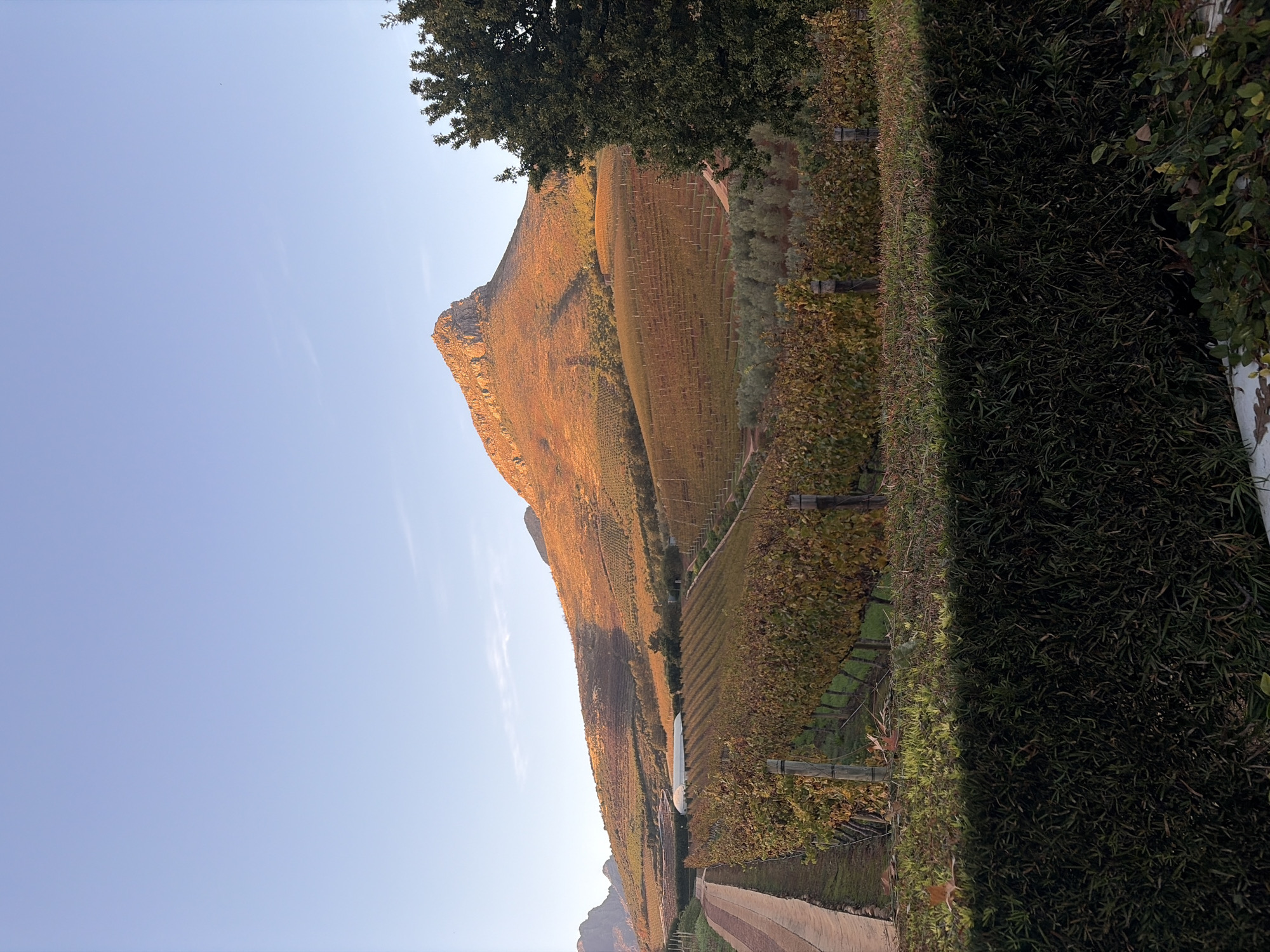 Dawn vineyard scene captured in Stellenbosch, South Africa