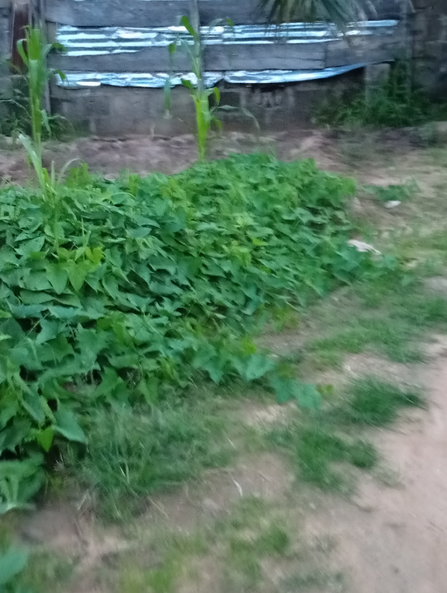 Yards, crops, and palm trees across Jalingo, Nigeria